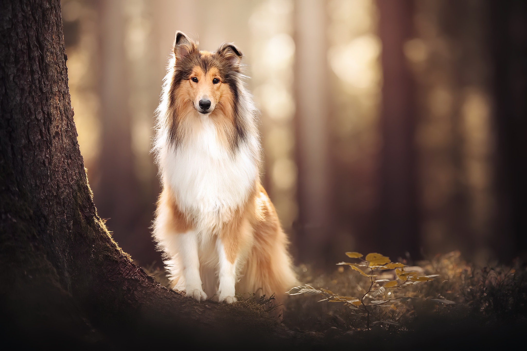 Free download wallpaper Dogs, Dog, Animal, Shetland Sheepdog on your PC desktop