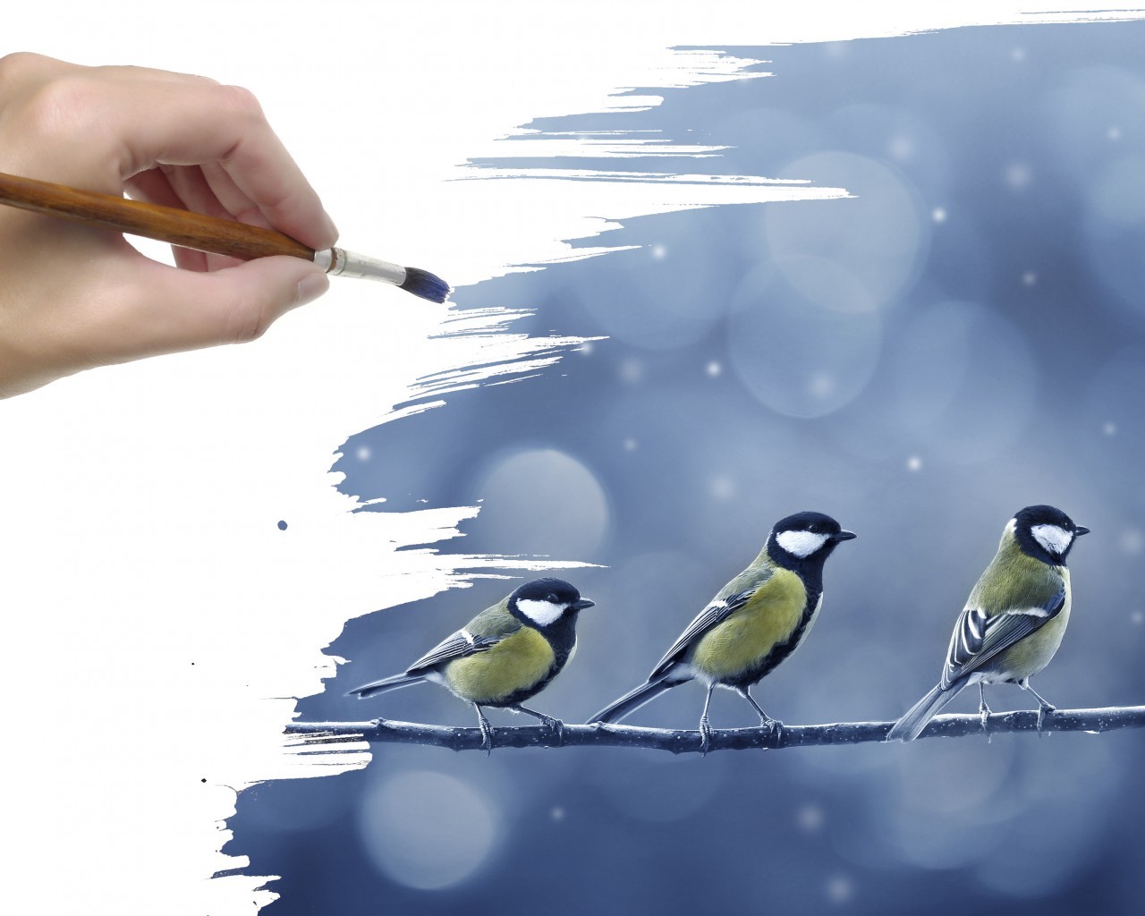 Téléchargez des papiers peints mobile Animaux, Oiseaux gratuitement.