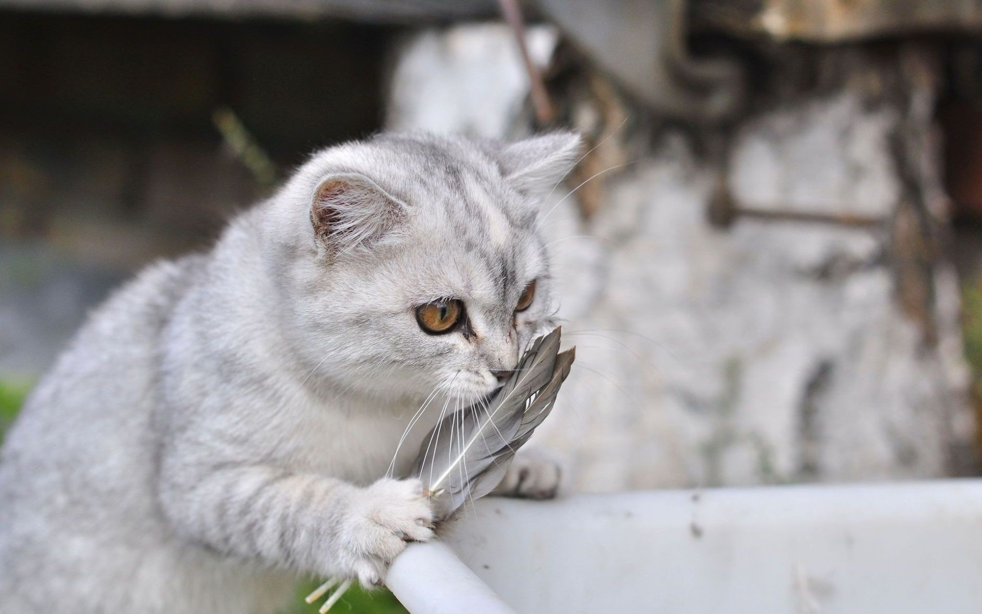 Handy-Wallpaper Feder, Katze, Katzen, Tiere kostenlos herunterladen.