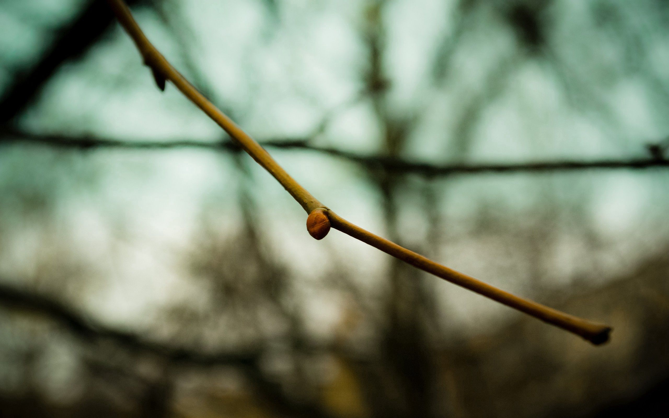 Download mobile wallpaper Greased, Smeared, Branch, Macro, Spring for free.