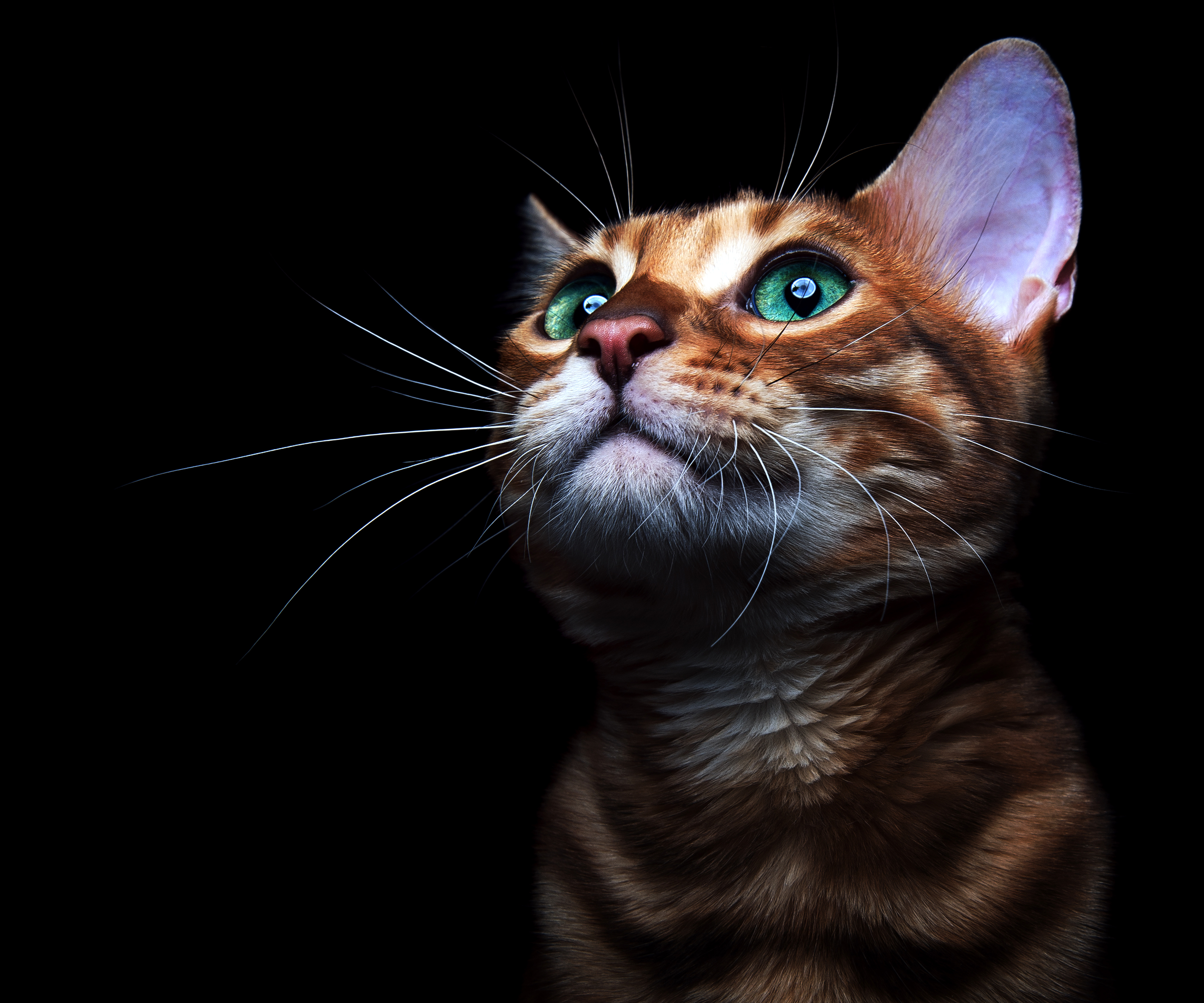 PCデスクトップに動物, ネコ, 猫, 子猫, 緑の目画像を無料でダウンロード