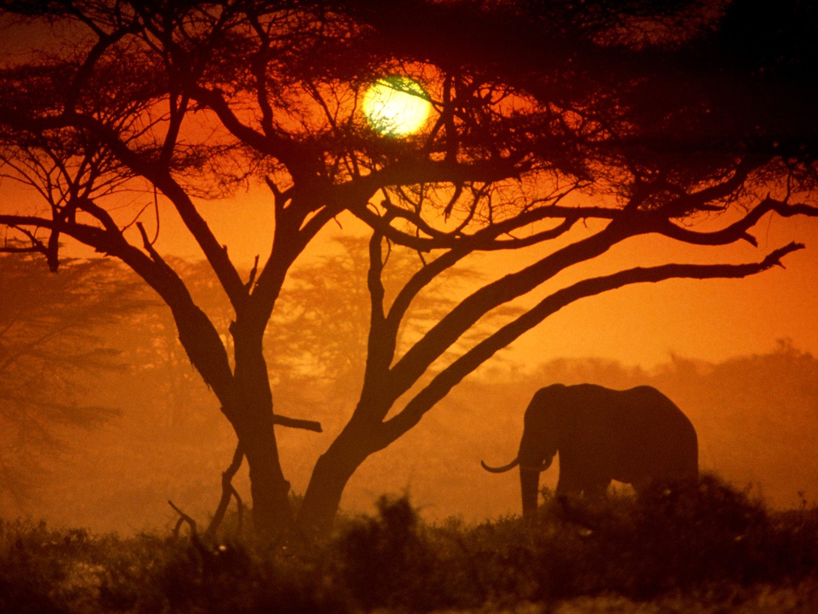 168377 télécharger le fond d'écran animaux, éléphant de savane d'afrique, éléphants - économiseurs d'écran et images gratuitement