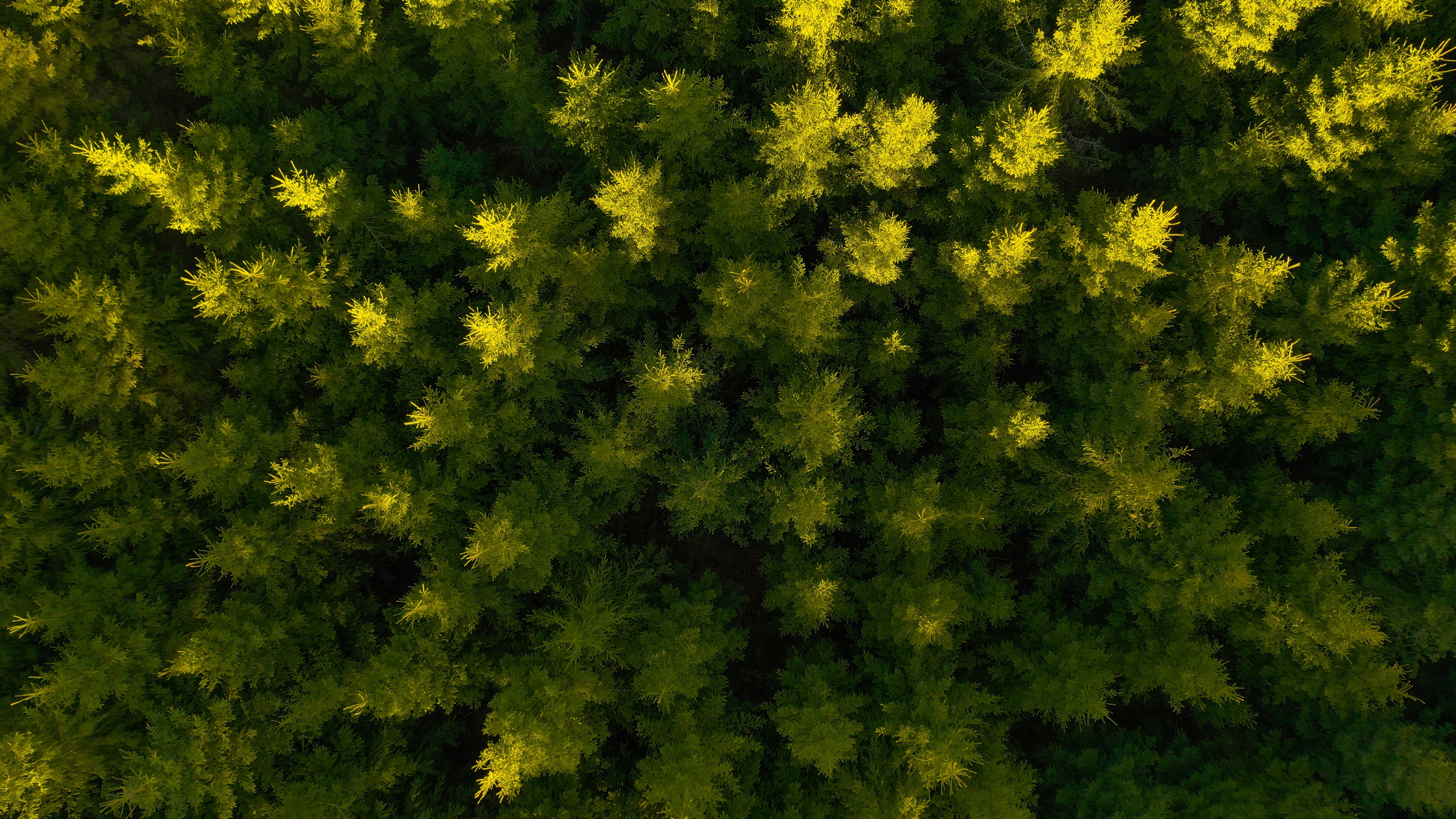 photography, aerial, forest, nature, spruce cellphone