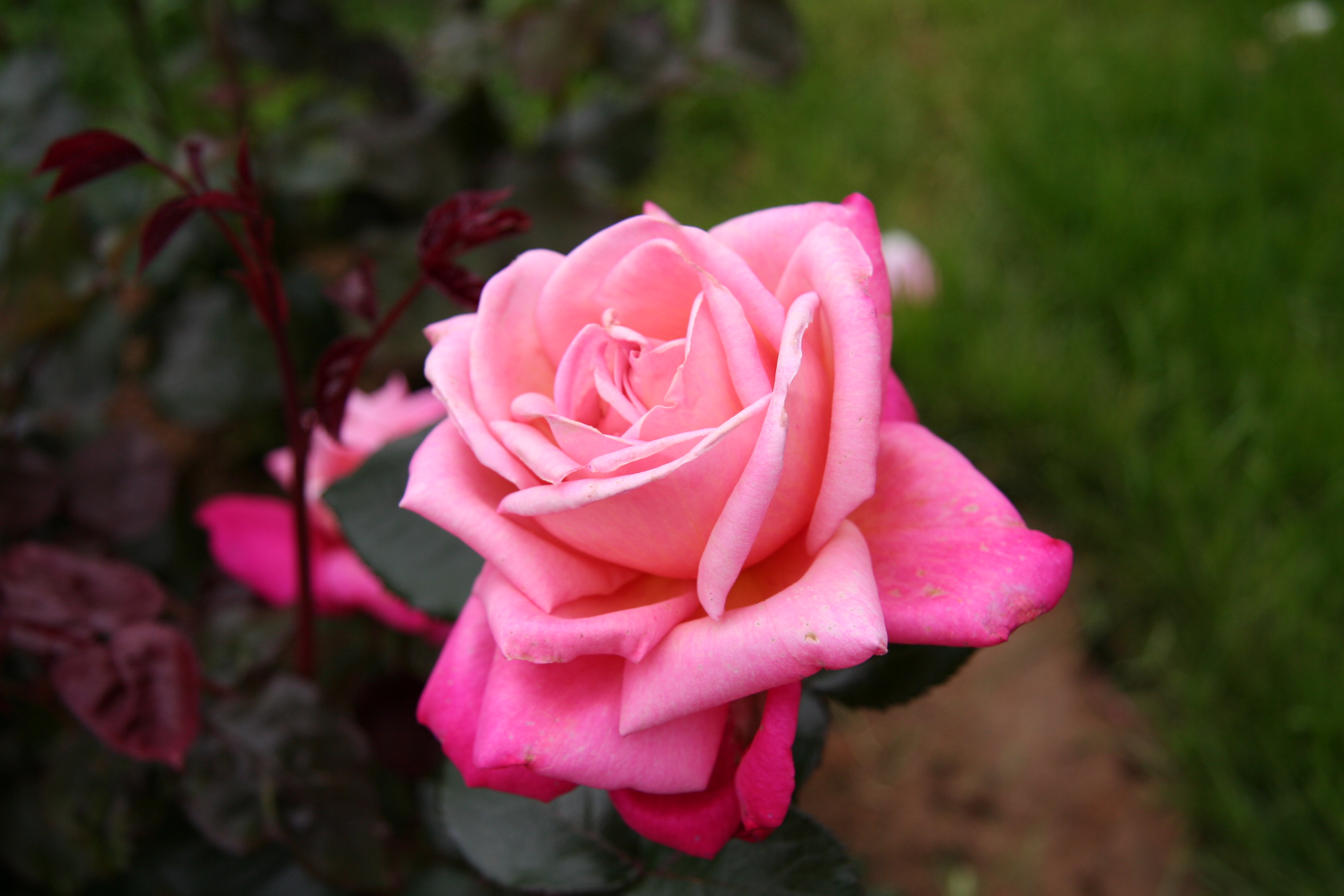 Téléchargez gratuitement l'image Fleurs, Rose, Terre/nature sur le bureau de votre PC