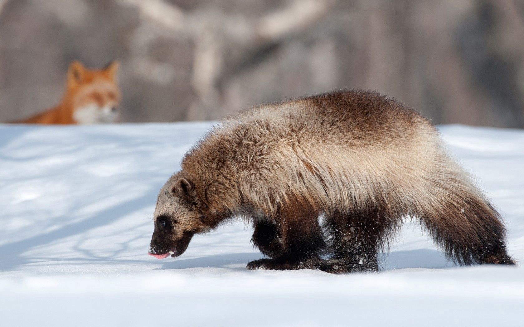 Download mobile wallpaper Kamchatka, Snow, Animals, Winter, Wolverine, Fox for free.