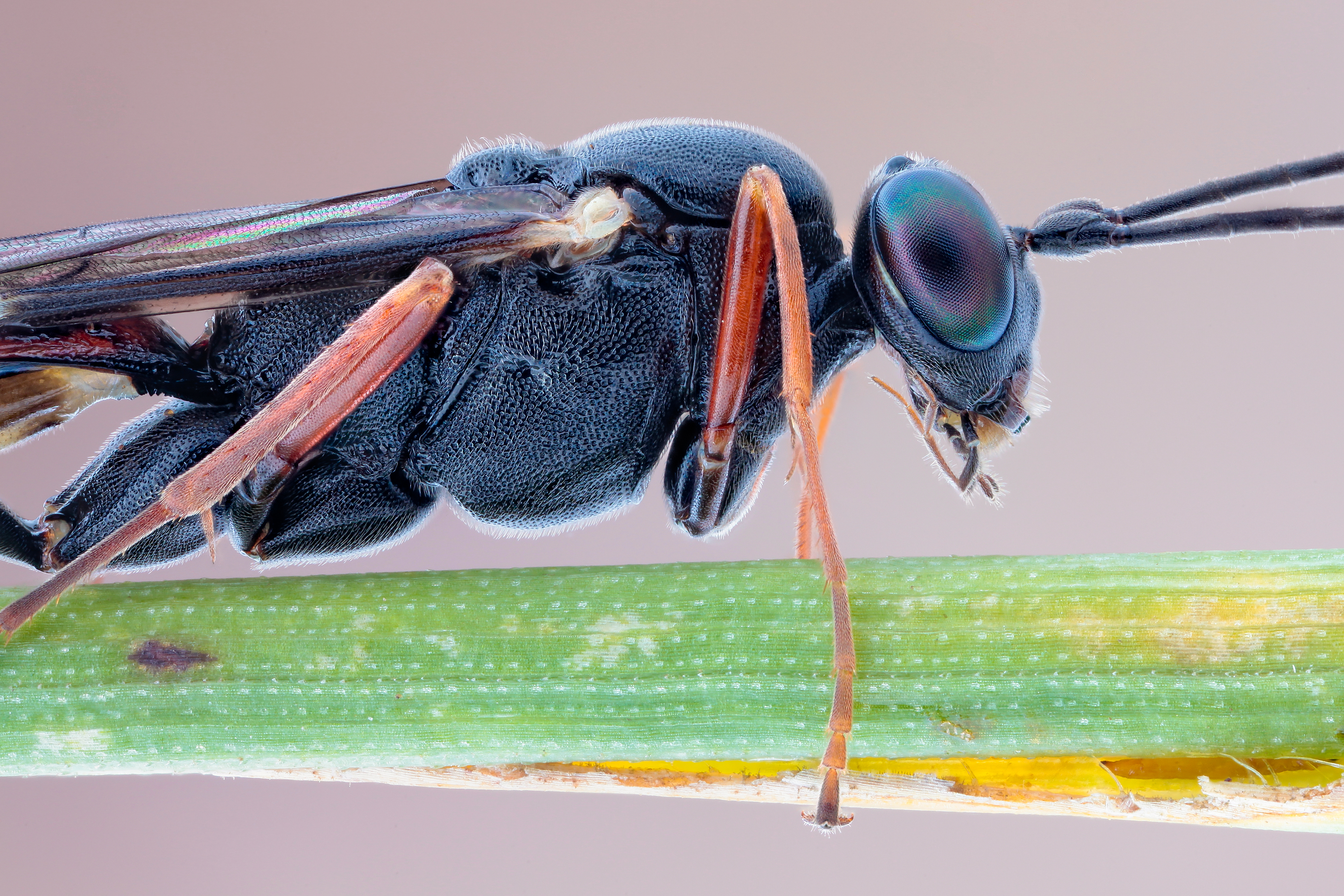 Téléchargez des papiers peints mobile Animaux, Insecte gratuitement.