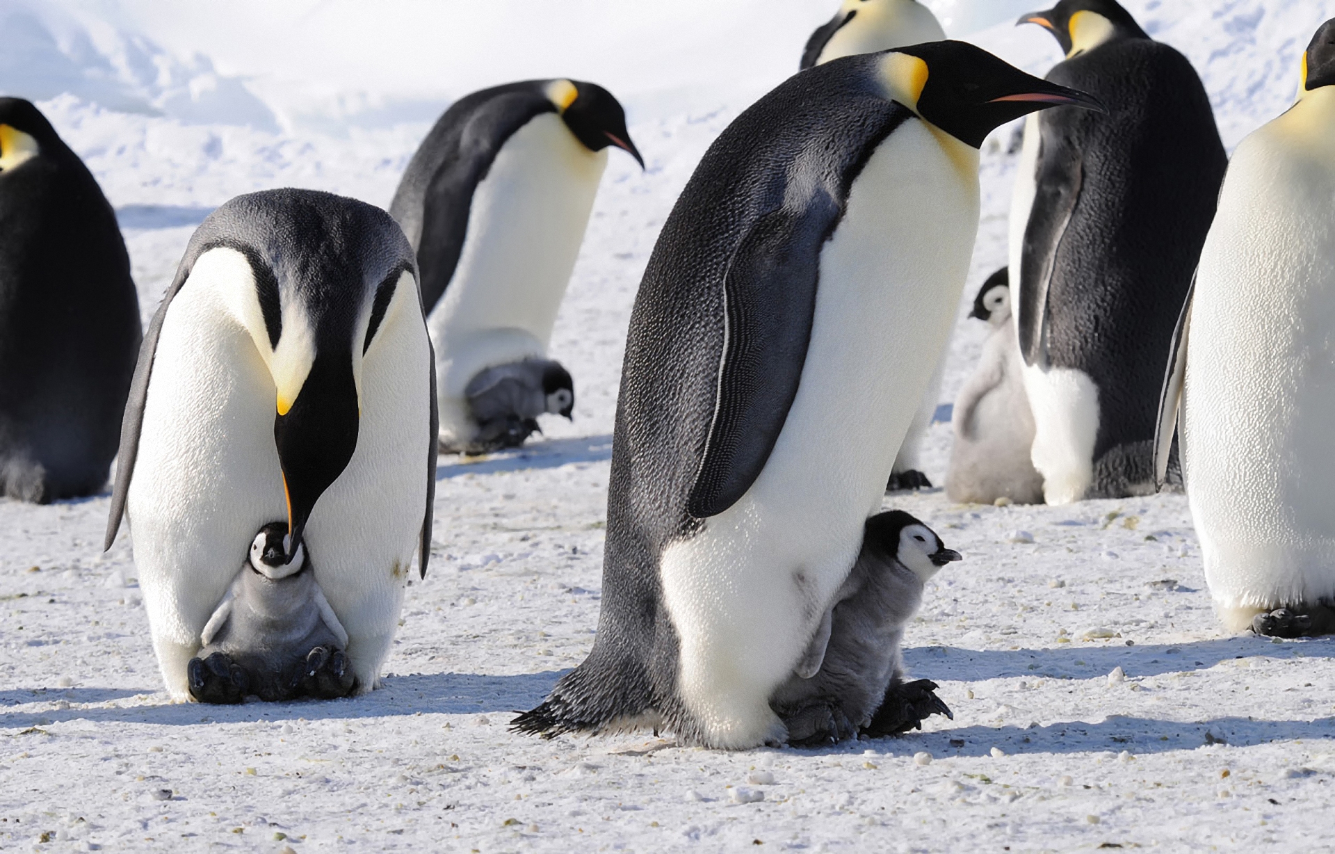 104595 скачать картинку пингвины, животные, стая, арктика, императорские - обои и заставки бесплатно