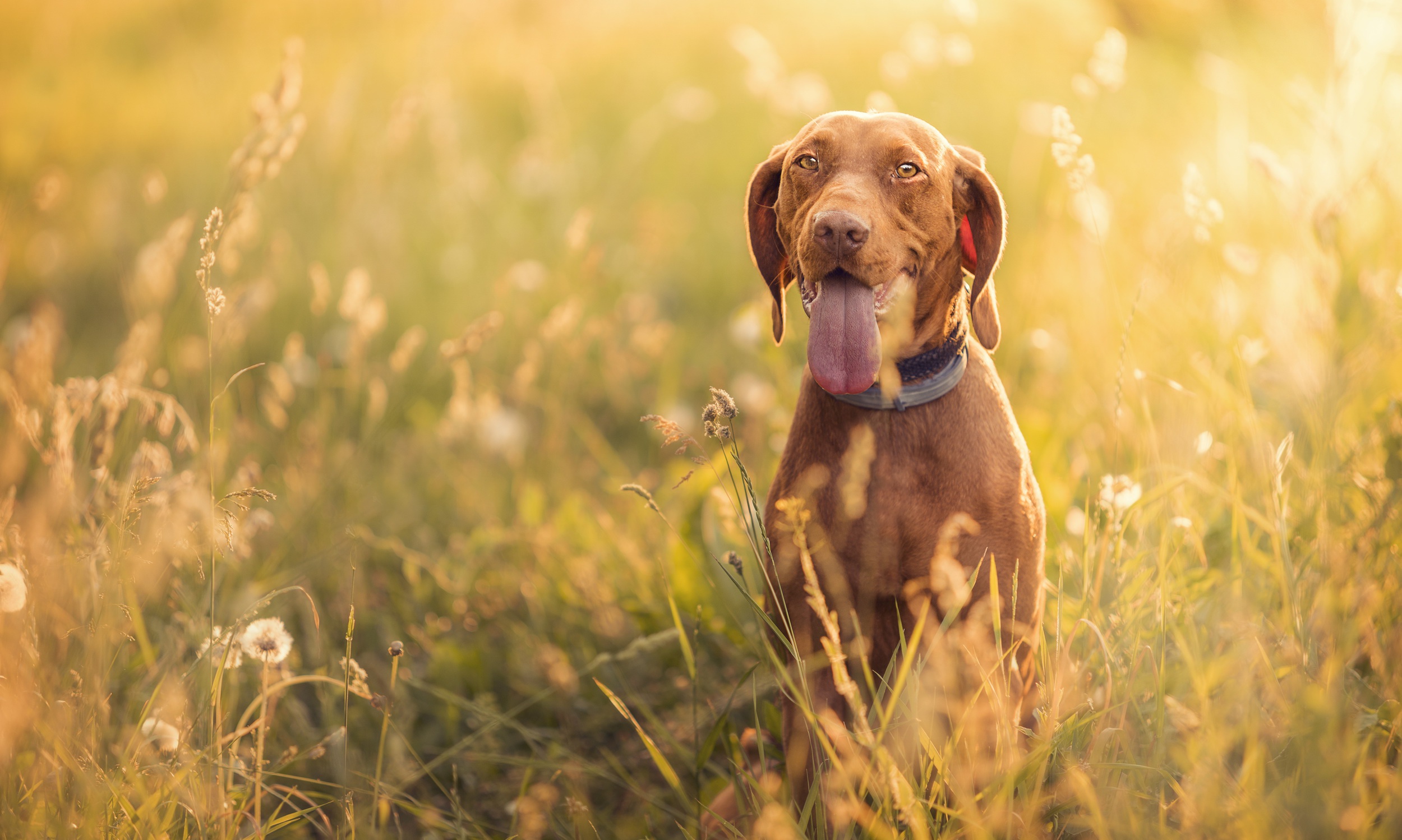 Download mobile wallpaper Dogs, Dog, Animal, Sunny, Vizsla for free.