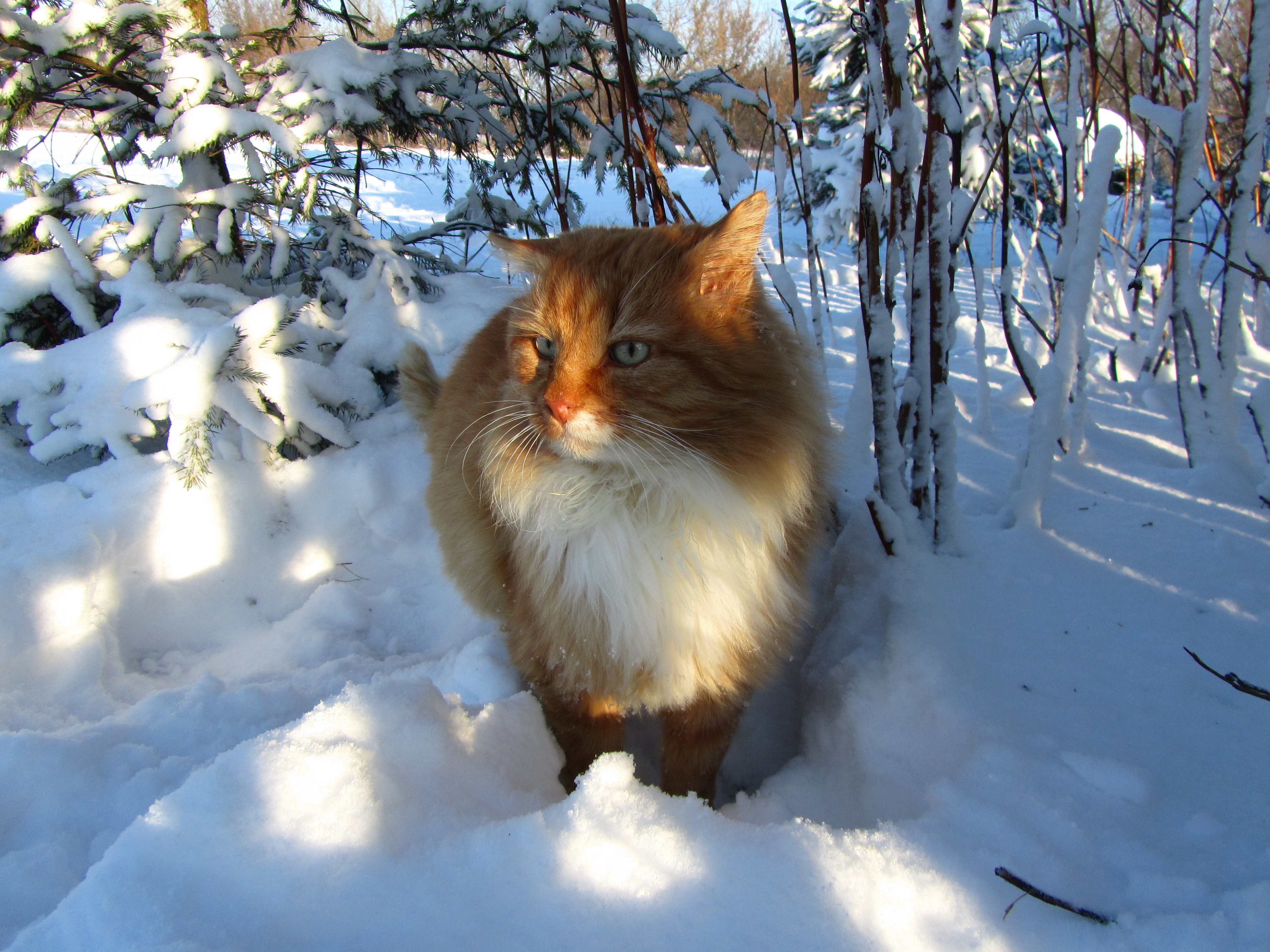 Baixe gratuitamente a imagem Animais, Gato na área de trabalho do seu PC