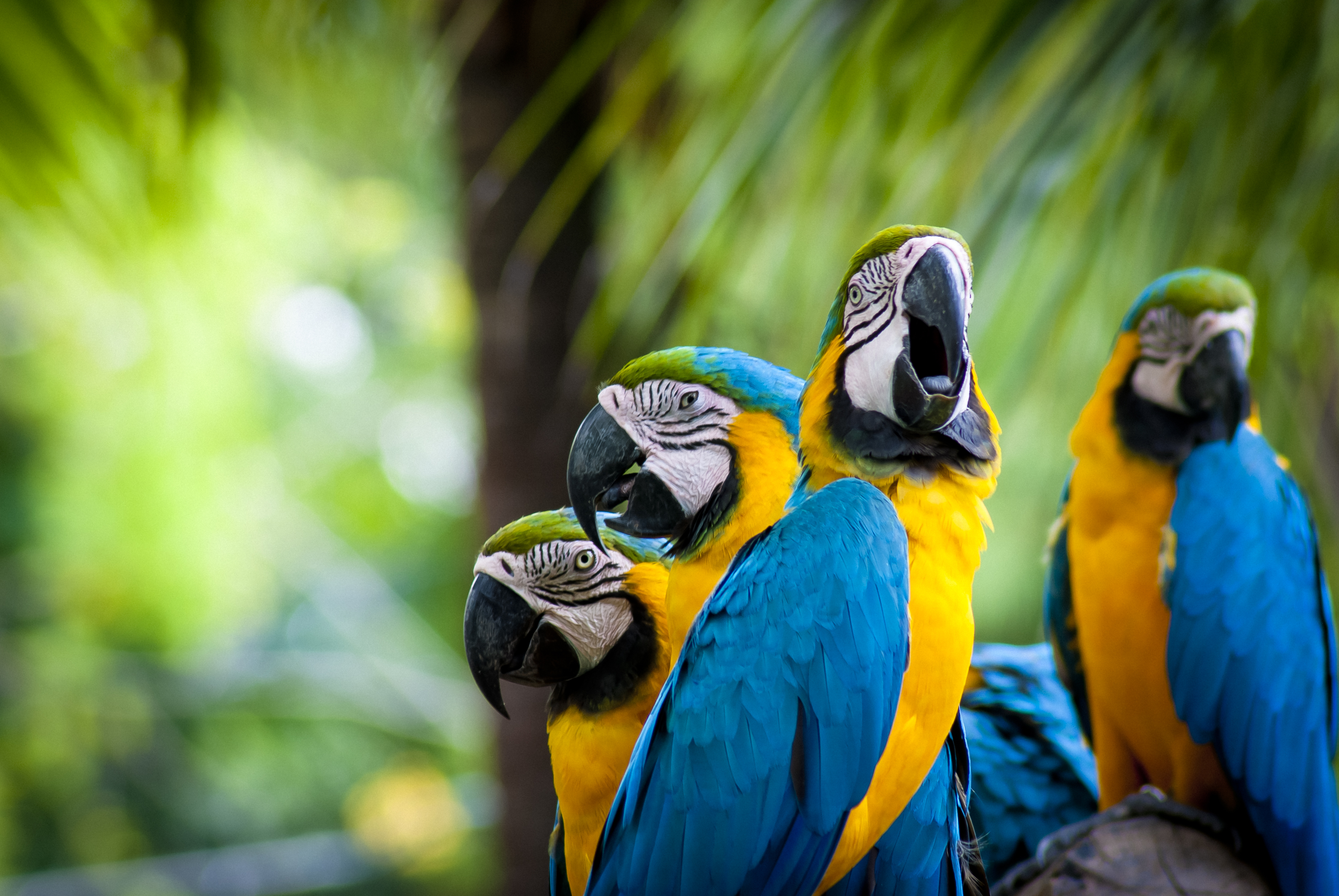 284094 descargar fondo de pantalla animales, guacamayo azul y amarillo, aves: protectores de pantalla e imágenes gratis