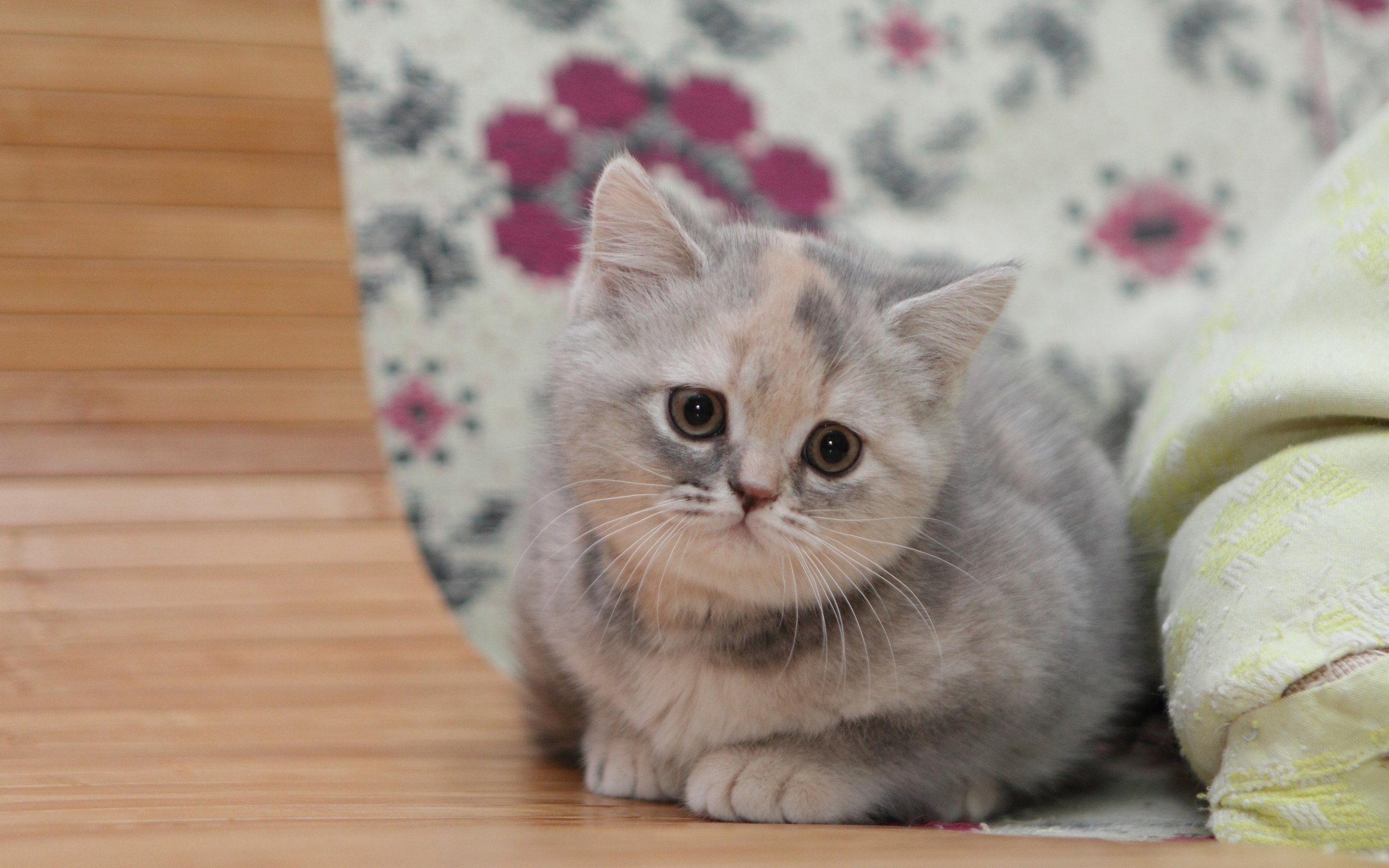 無料モバイル壁紙動物, ネコ, 猫, 子猫, 赤ちゃん動物をダウンロードします。