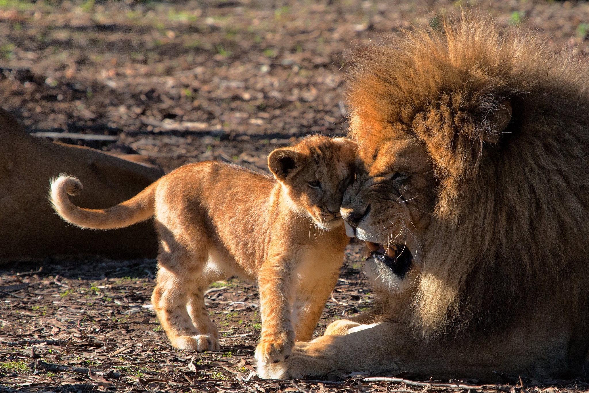 Download mobile wallpaper Animals, Lion Cub, Care, Predators, Lion for free.