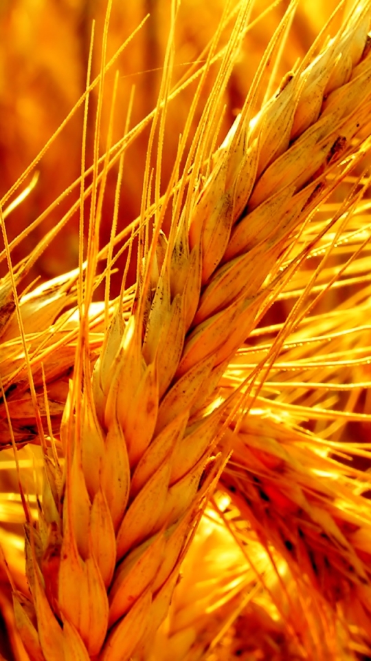 Download mobile wallpaper Wheat, Earth for free.