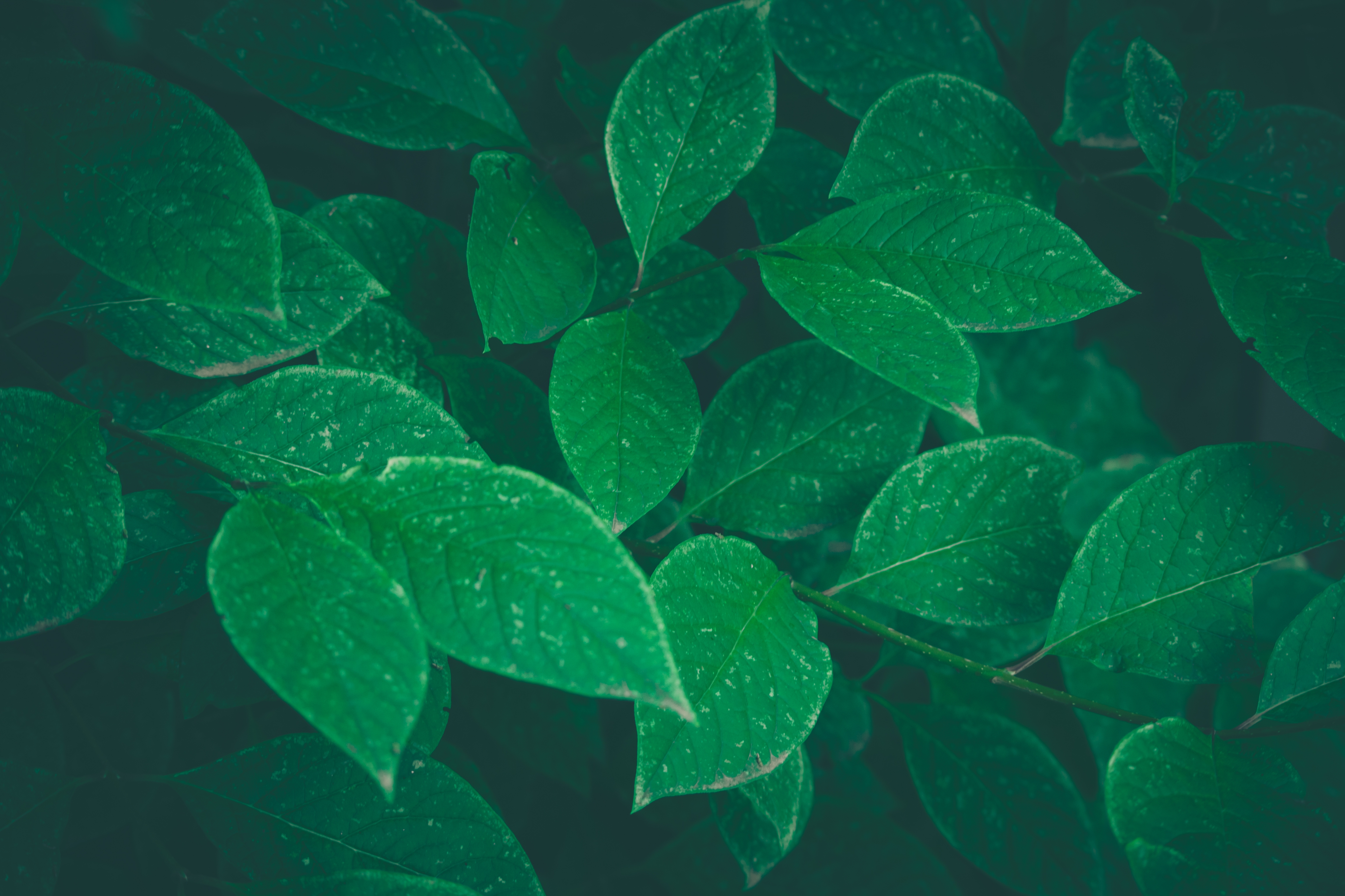 Laden Sie das Blätter, Bush, Makro, Grüne, Grünen-Bild kostenlos auf Ihren PC-Desktop herunter