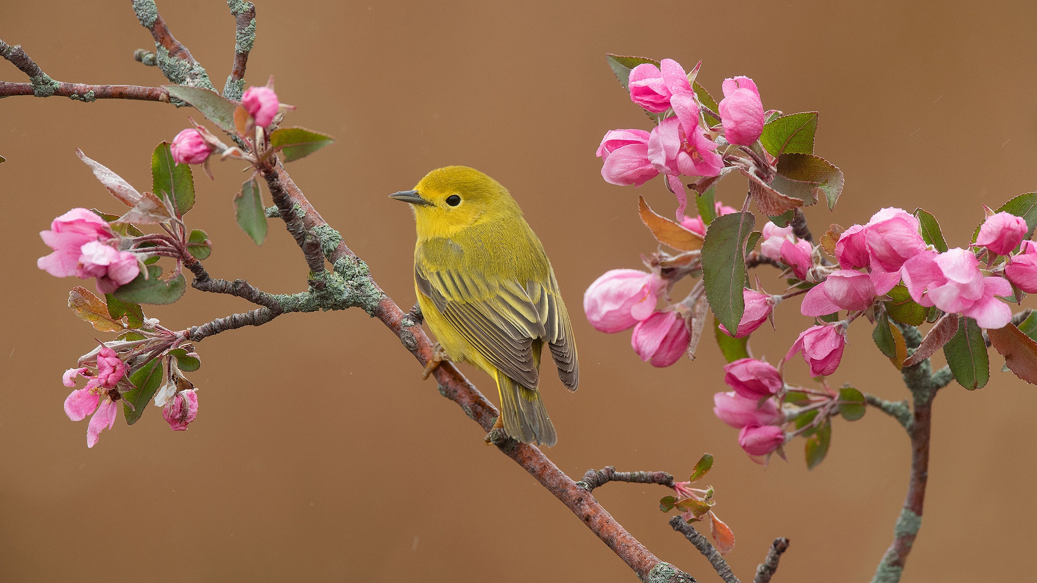 494511 télécharger l'image printemps, animaux, fauvette, fleur de pommier, oiseau, branche, paruline des saules, des oiseaux - fonds d'écran et économiseurs d'écran gratuits