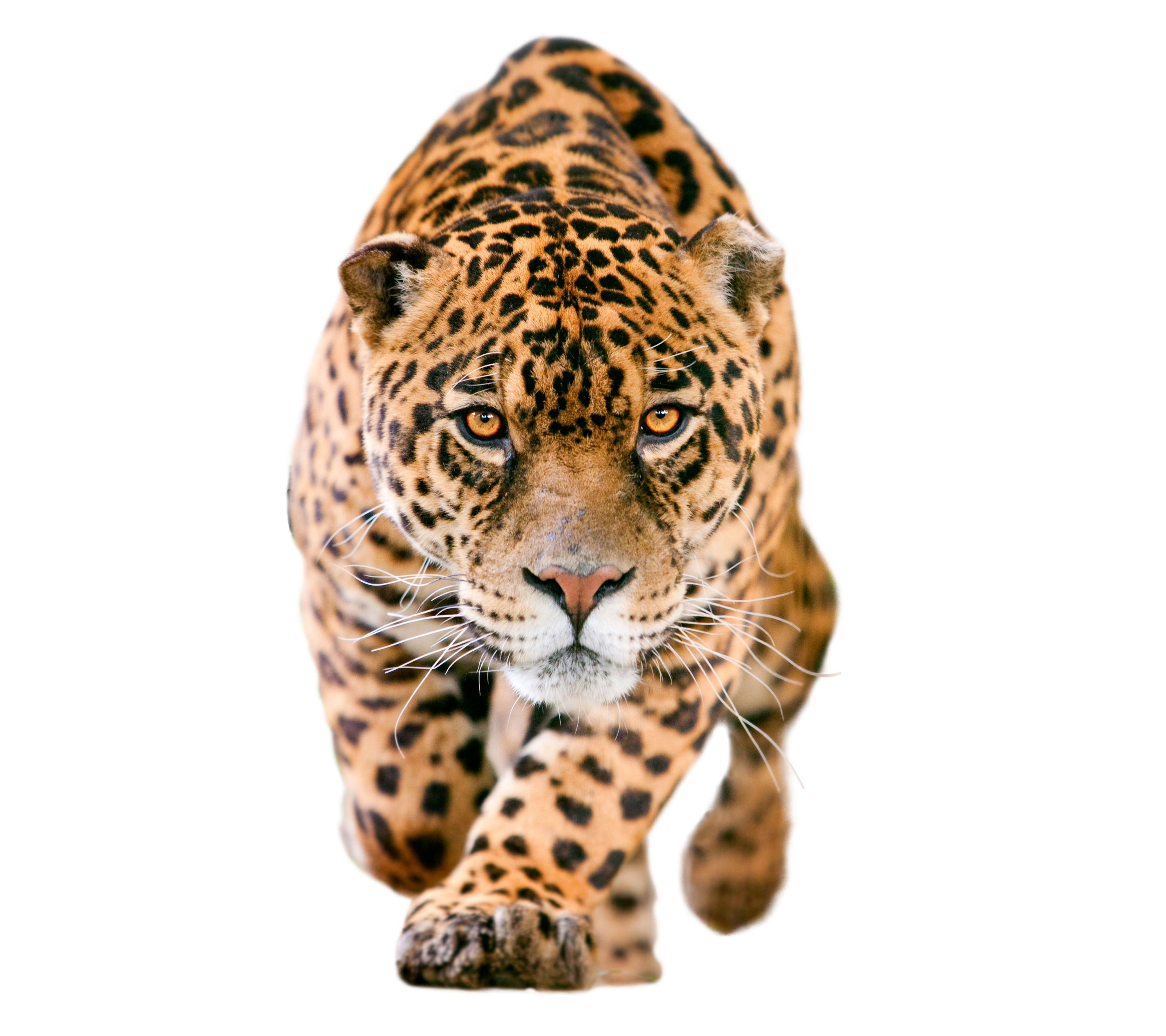 Download mobile wallpaper Cats, Jaguar, Muzzle, Animal for free.