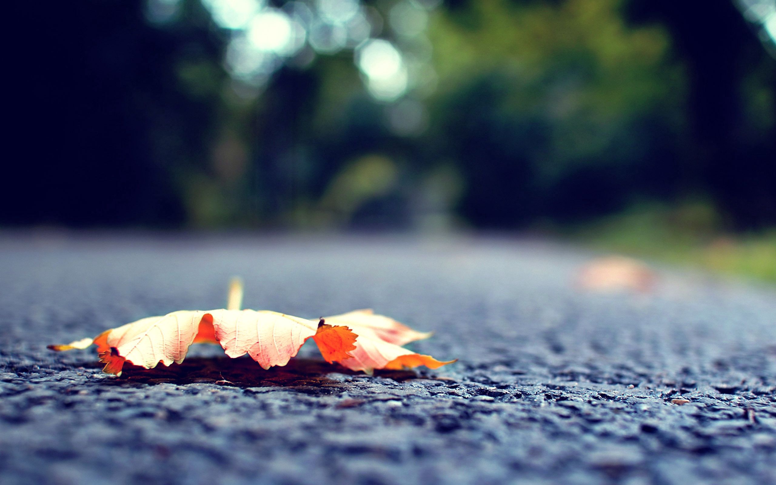 autumn, macro, road, surface, sheet, leaf, fallen 5K