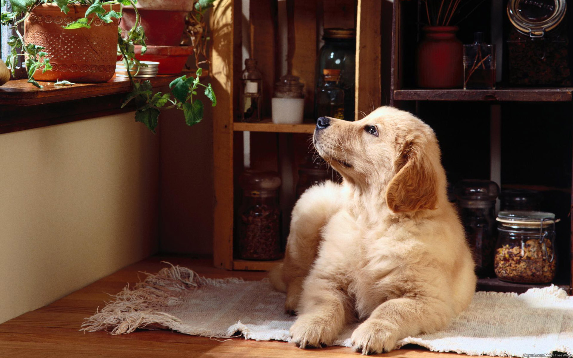 Laden Sie das Tiere, Hunde, Hund, Süß, Welpen-Bild kostenlos auf Ihren PC-Desktop herunter