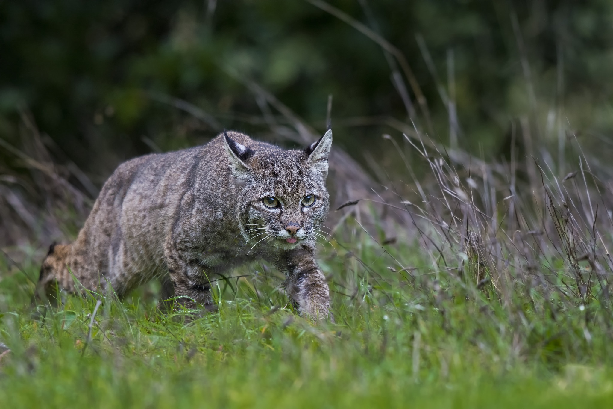 Descarga gratis la imagen Lince, Gatos, Animales en el escritorio de tu PC