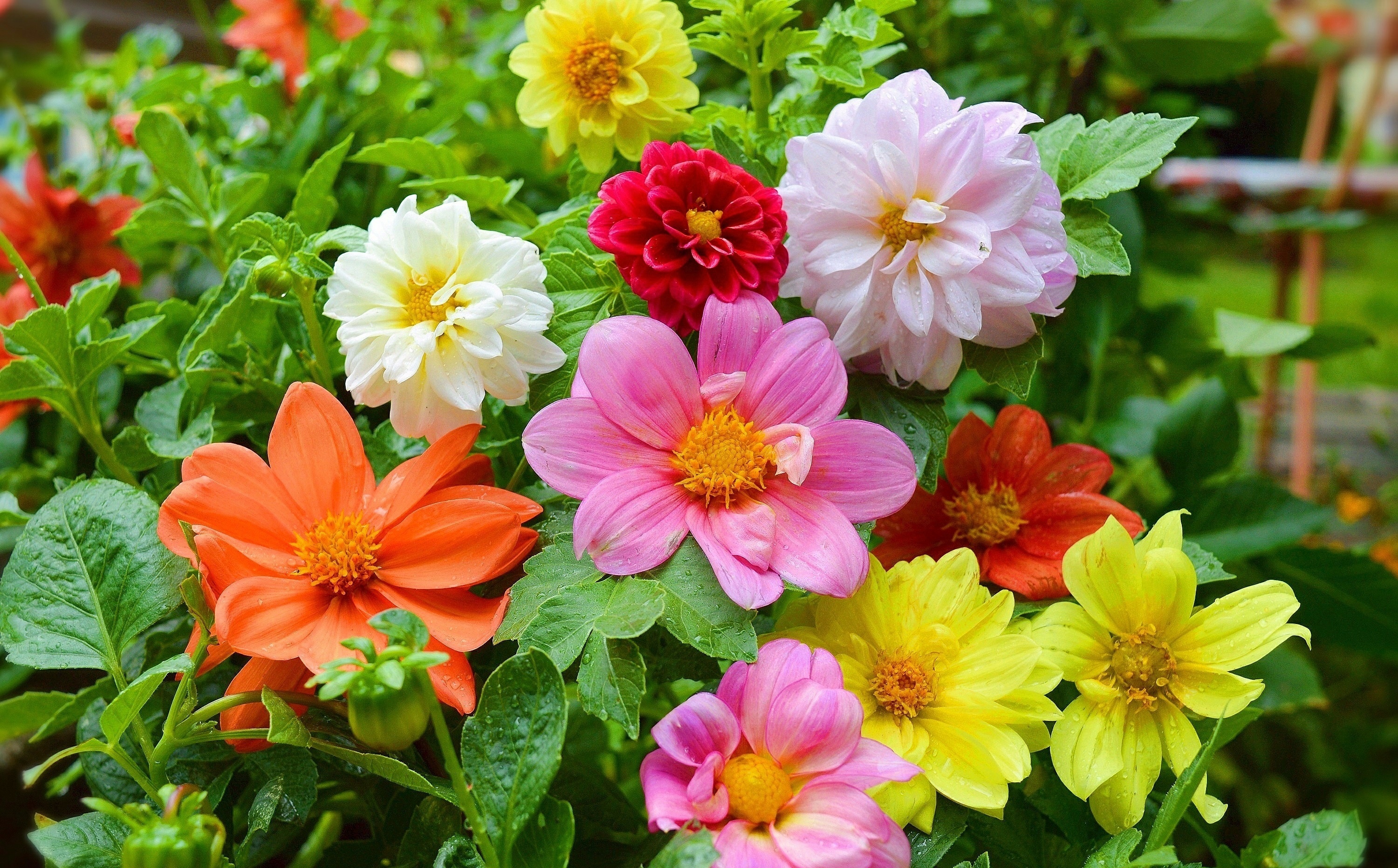 Baixe gratuitamente a imagem Flores, Flor, Cores, Colorido, Primavera, Terra/natureza na área de trabalho do seu PC