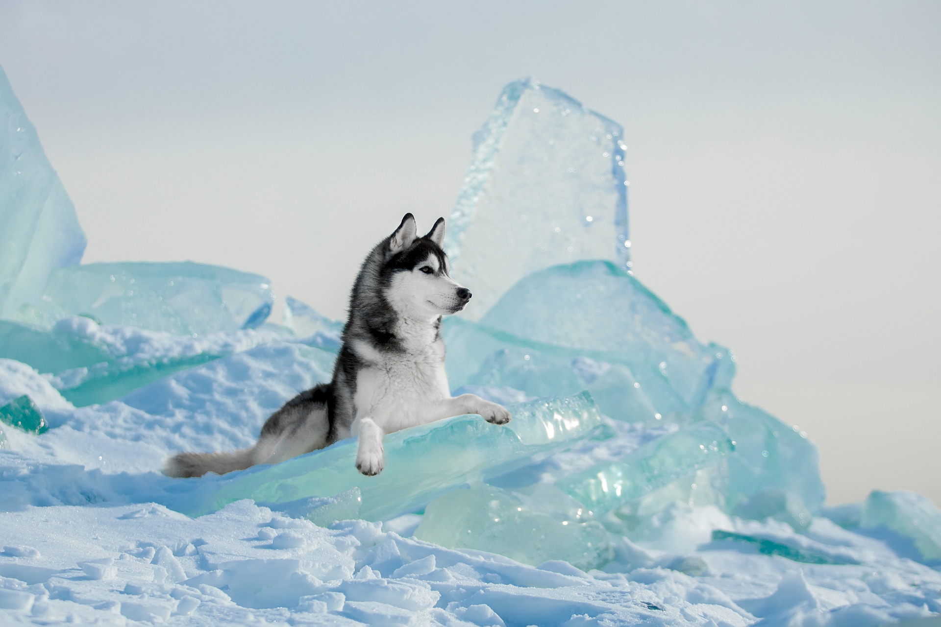 Download mobile wallpaper Dogs, Ice, Dog, Animal, Siberian Husky for free.