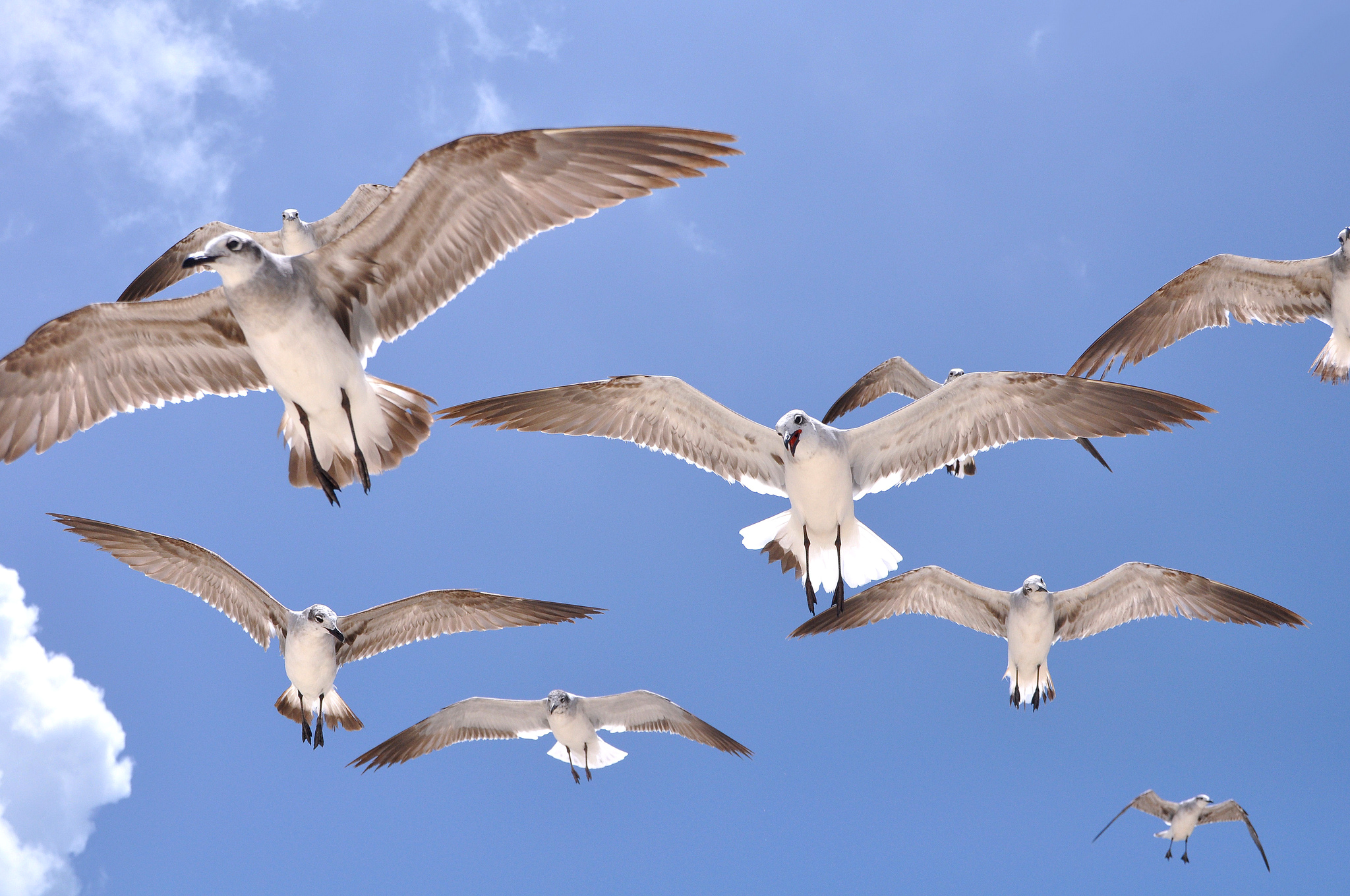 Laden Sie das Tiere, Vögel, Vogel, Seemöve-Bild kostenlos auf Ihren PC-Desktop herunter