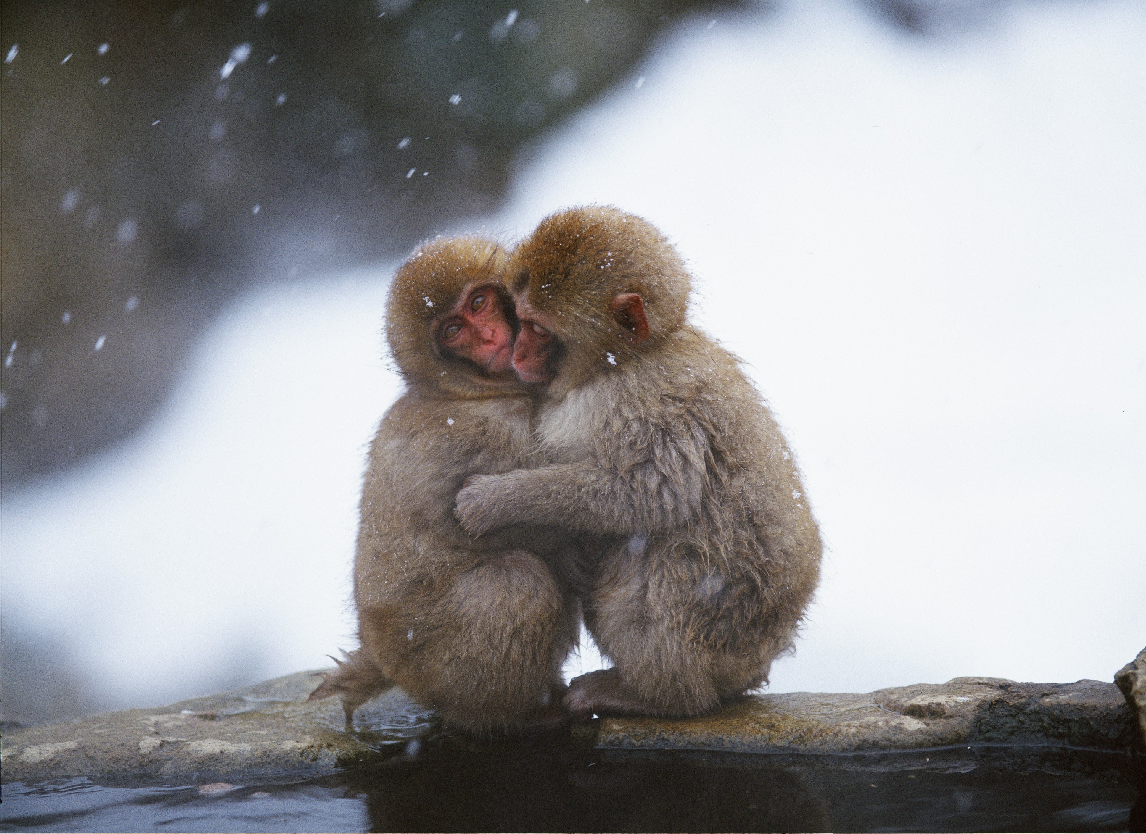 71088 baixar papel de parede macacos, animais, neve, casal, par, cuidado, abraçar - protetores de tela e imagens gratuitamente