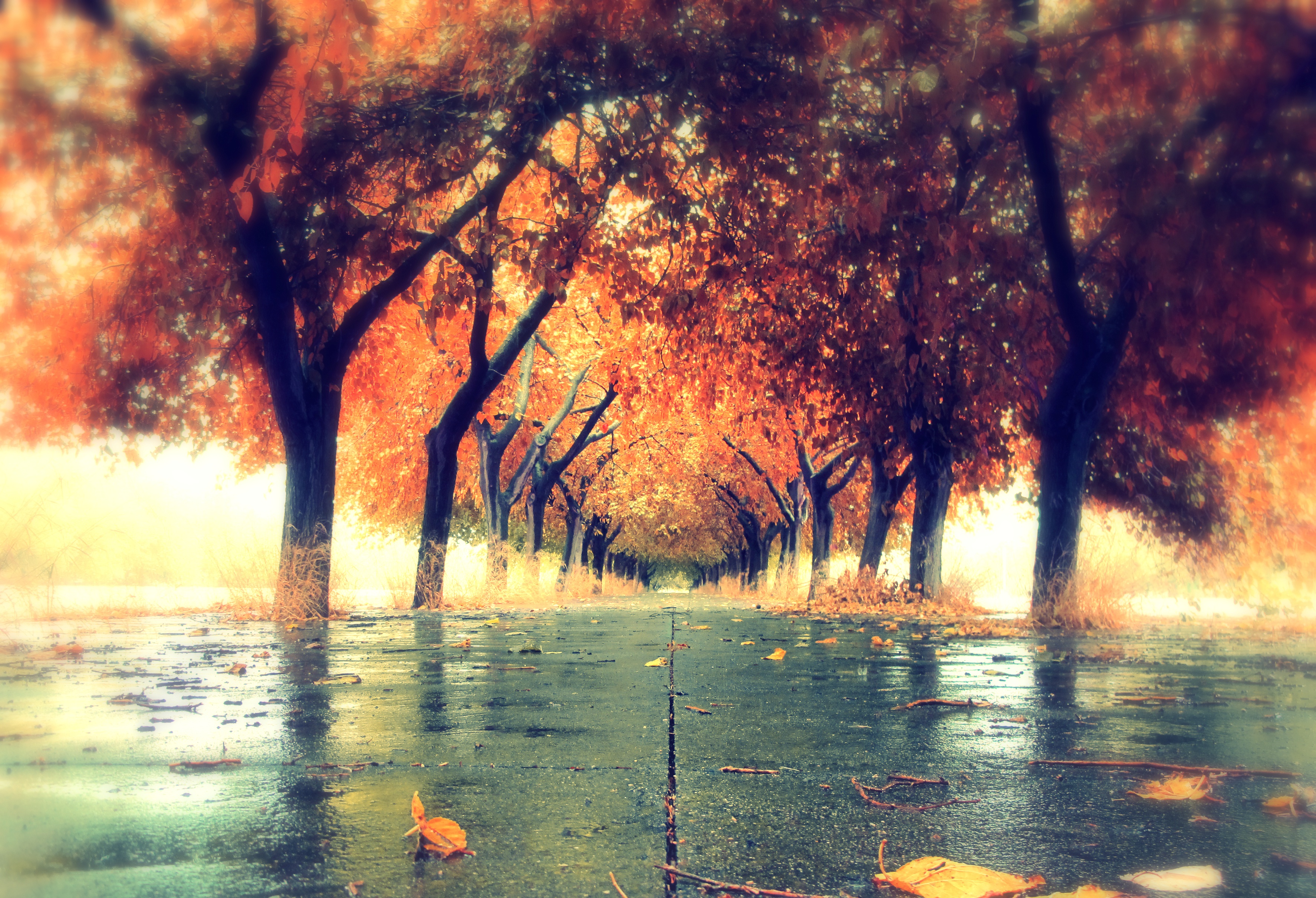 Скачать картинку Осень, Дорога, Парк, Дерево, Фотографии, Обсаженный Деревьями в телефон бесплатно.