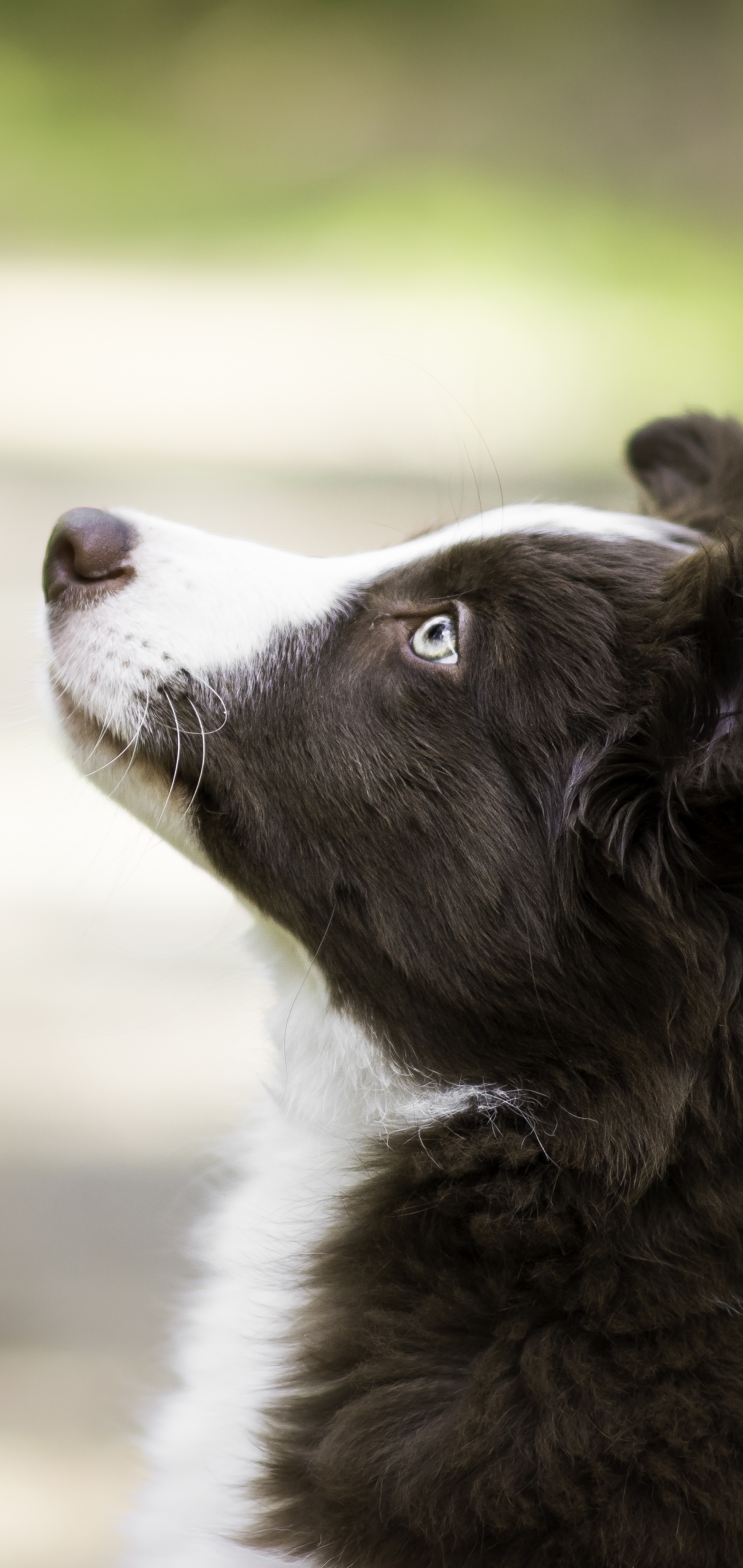 Baixar papel de parede para celular de Animais, Cães, Cão, Cachorro, Border Collie, Animal Bebê, Filhote, Profundidade De Campo gratuito.