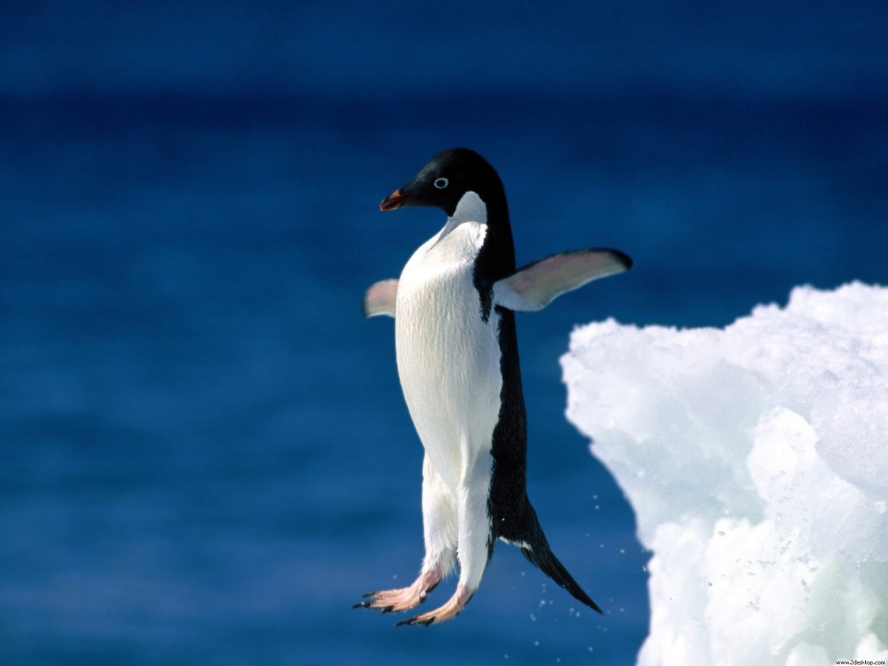 Скачати мобільні шпалери Тварина, Пінгвін безкоштовно.