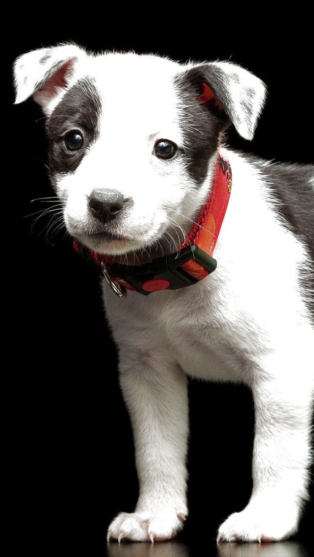 Download mobile wallpaper Dogs, Dog, Animal, Puppy, Cute, Baby Animal for free.