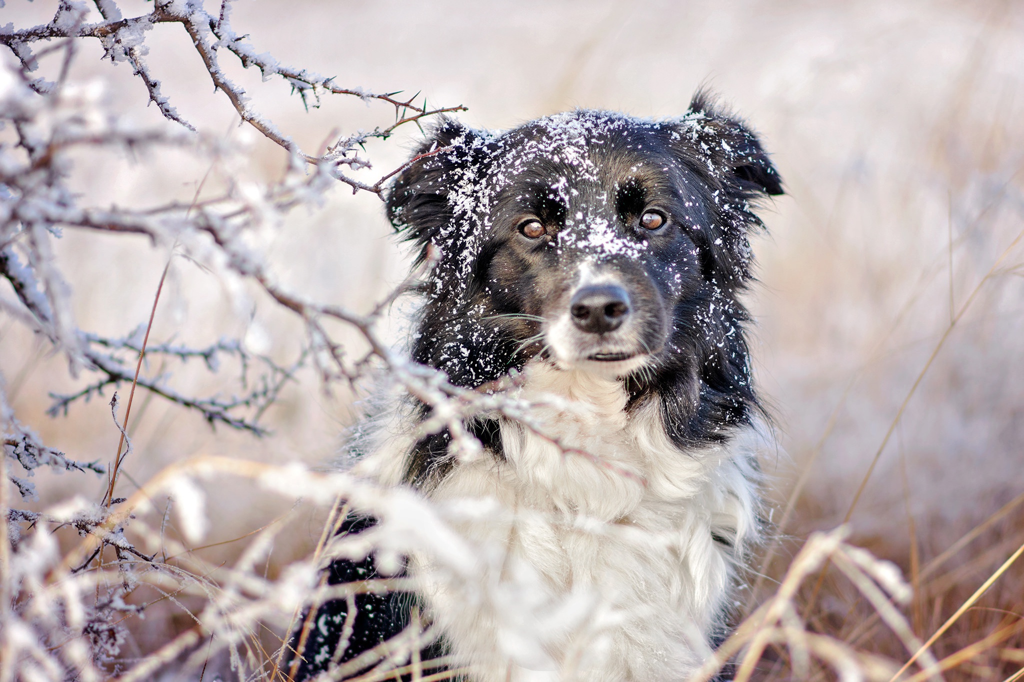 Descarga gratuita de fondo de pantalla para móvil de Animales, Perros, Perro, Mirar Fijamente.