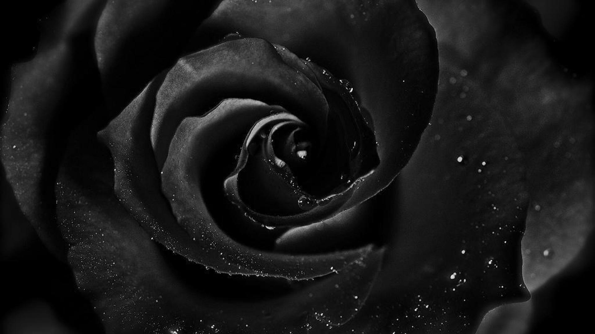 black, earth, rose, black rose, flower, water drop