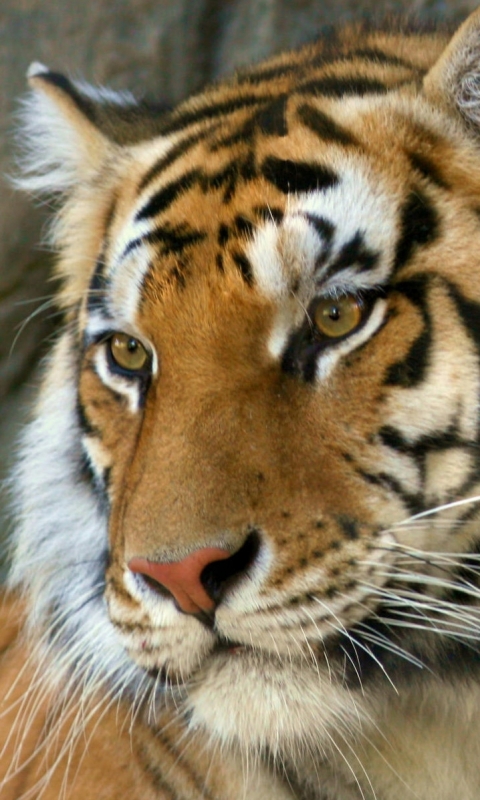 Descarga gratuita de fondo de pantalla para móvil de Animales, Gatos, De Cerca, Tigre, Bengala.
