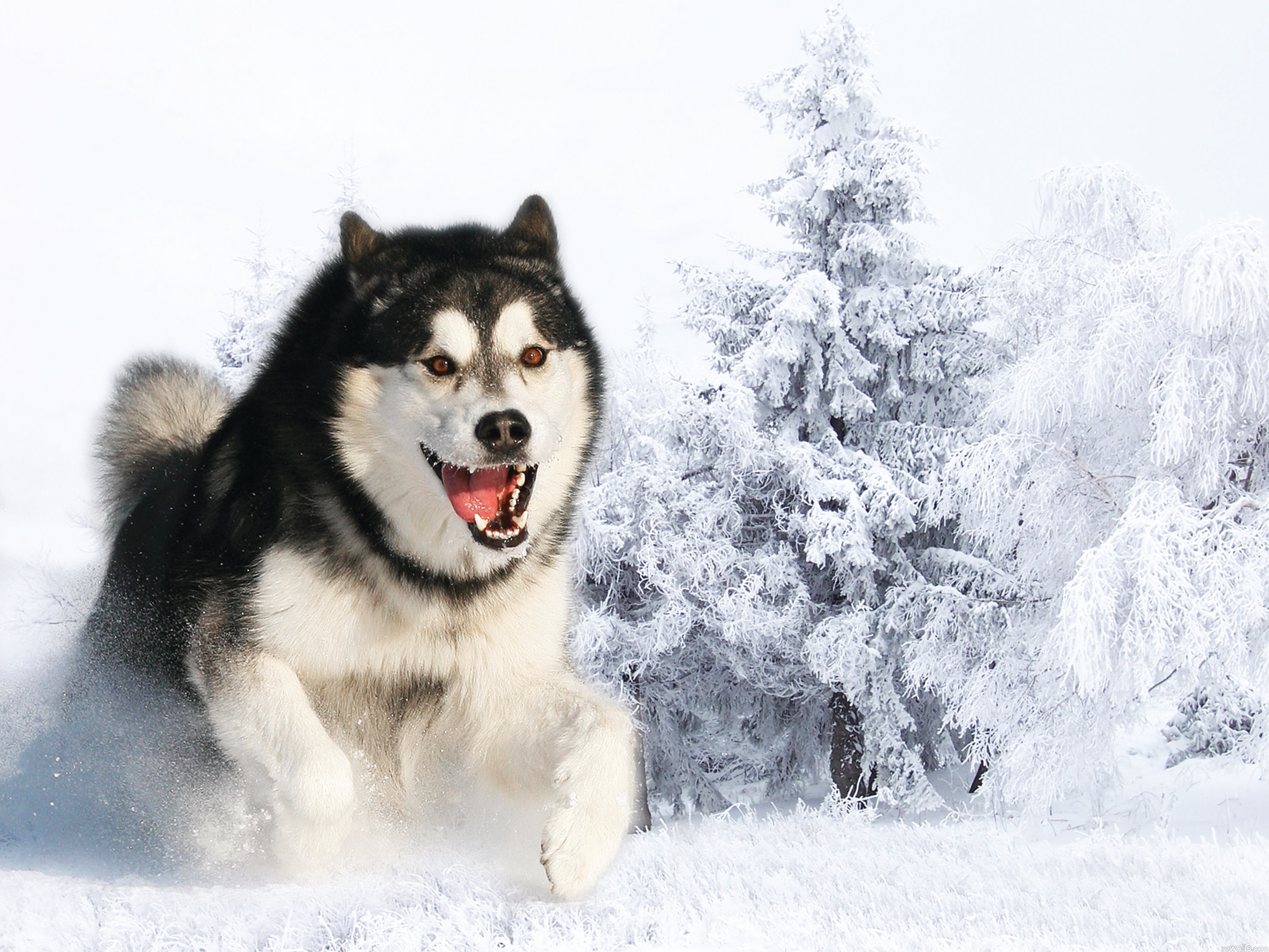 animals, winter, snow, fluffy, dog, muzzle, husky, haska, run away, run, wool