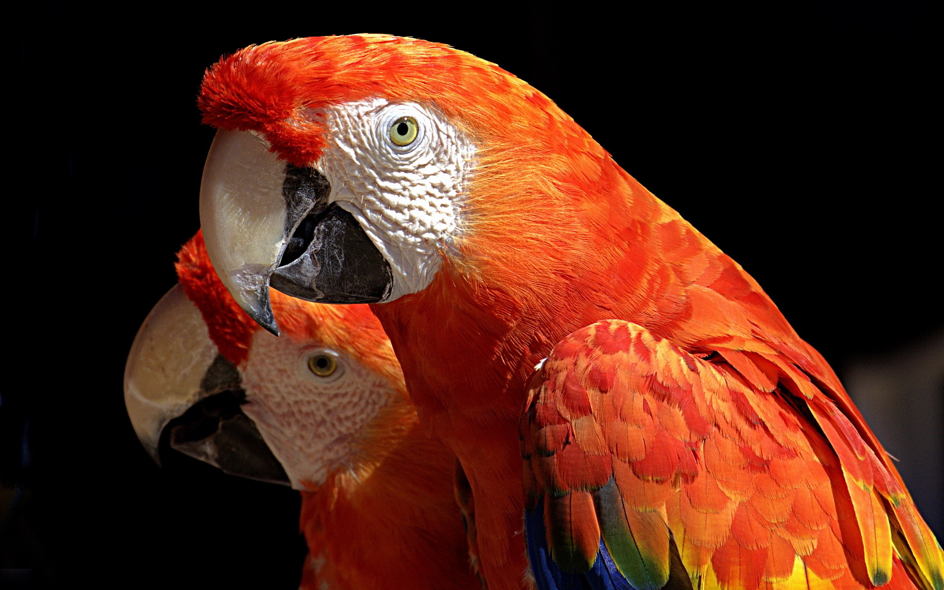280673 descargar fondo de pantalla animales, ara macao, aves: protectores de pantalla e imágenes gratis