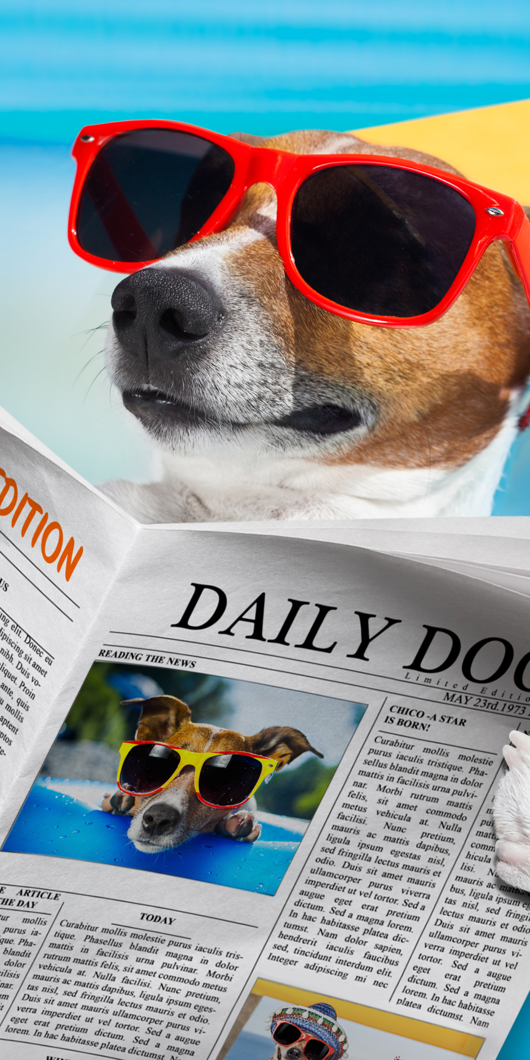 Handy-Wallpaper Humor, Sommer, Hund, Zeitung, Sonnenbrille, Jack Russell Terrier kostenlos herunterladen.