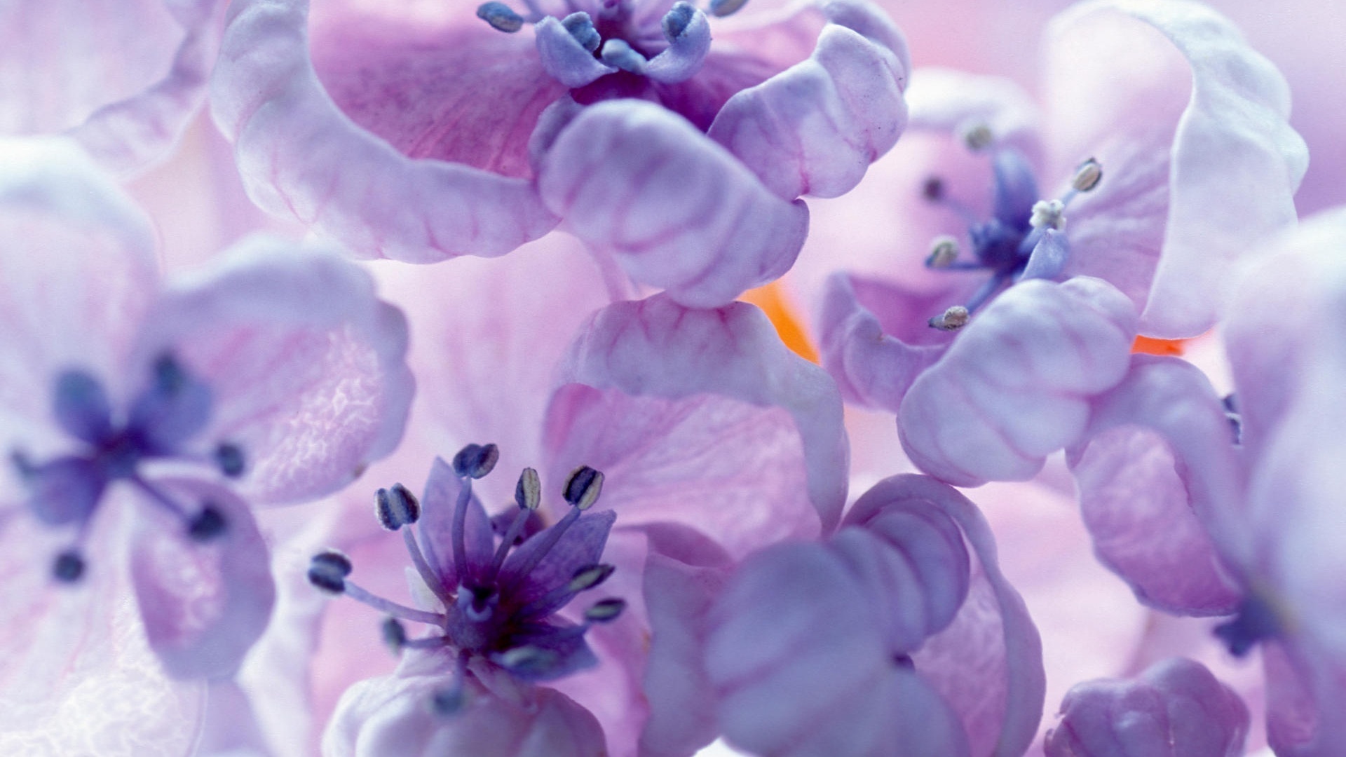 Free download wallpaper Flowers, Flower, Earth, Pastel on your PC desktop