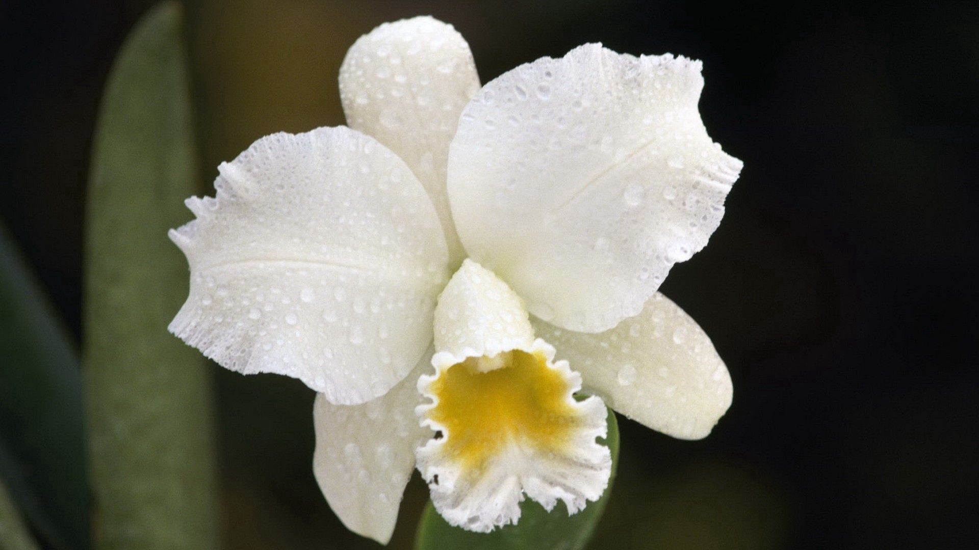 Laden Sie das Makro, Knospe, Bud, Orchidee, Orchid, Drops, Blume-Bild kostenlos auf Ihren PC-Desktop herunter
