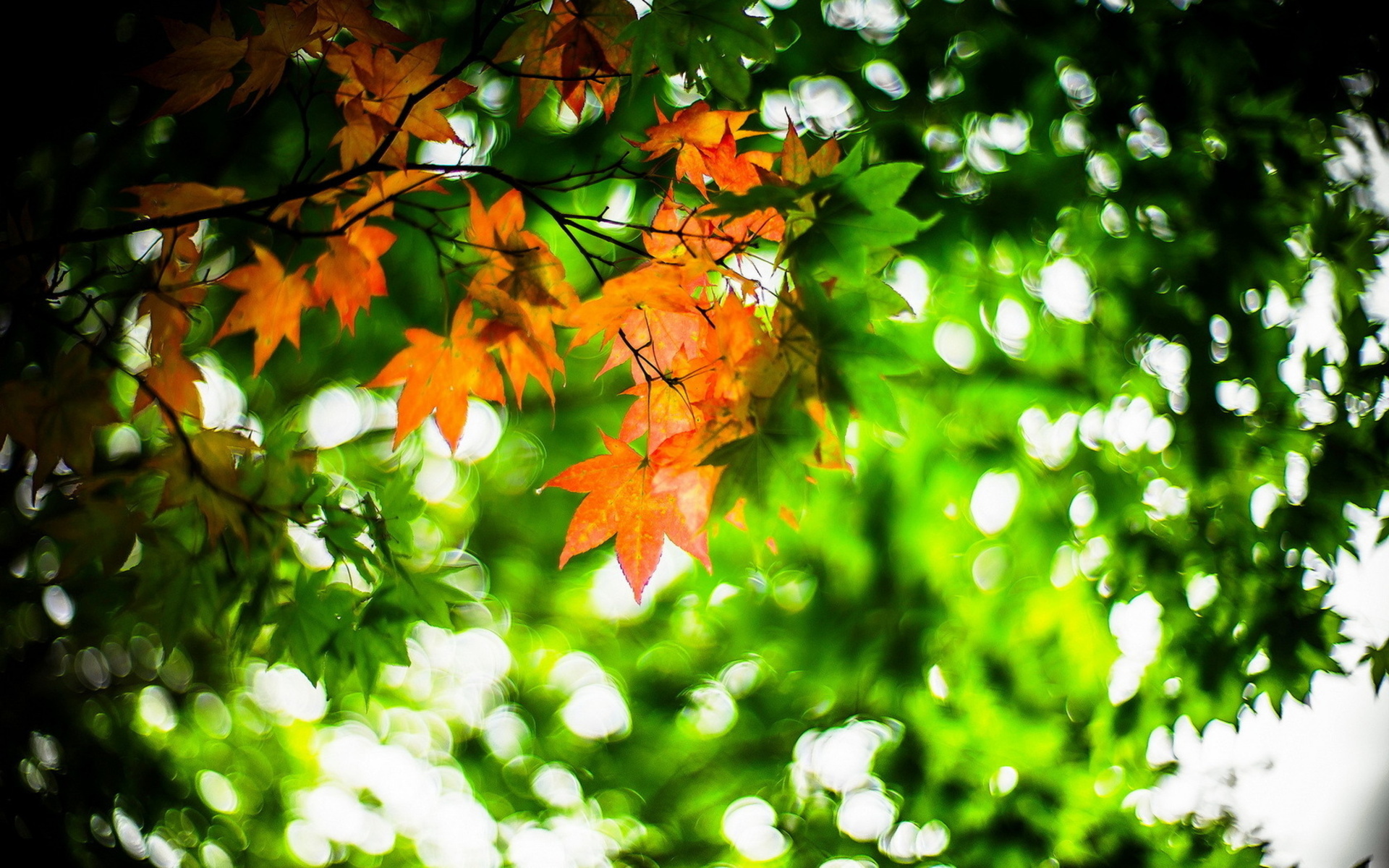 Download mobile wallpaper Nature, Leaf, Fall, Earth, Season for free.