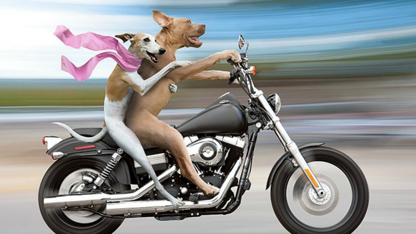 Скачать картинку Юмор, Собака, Мотоцикл в телефон бесплатно.