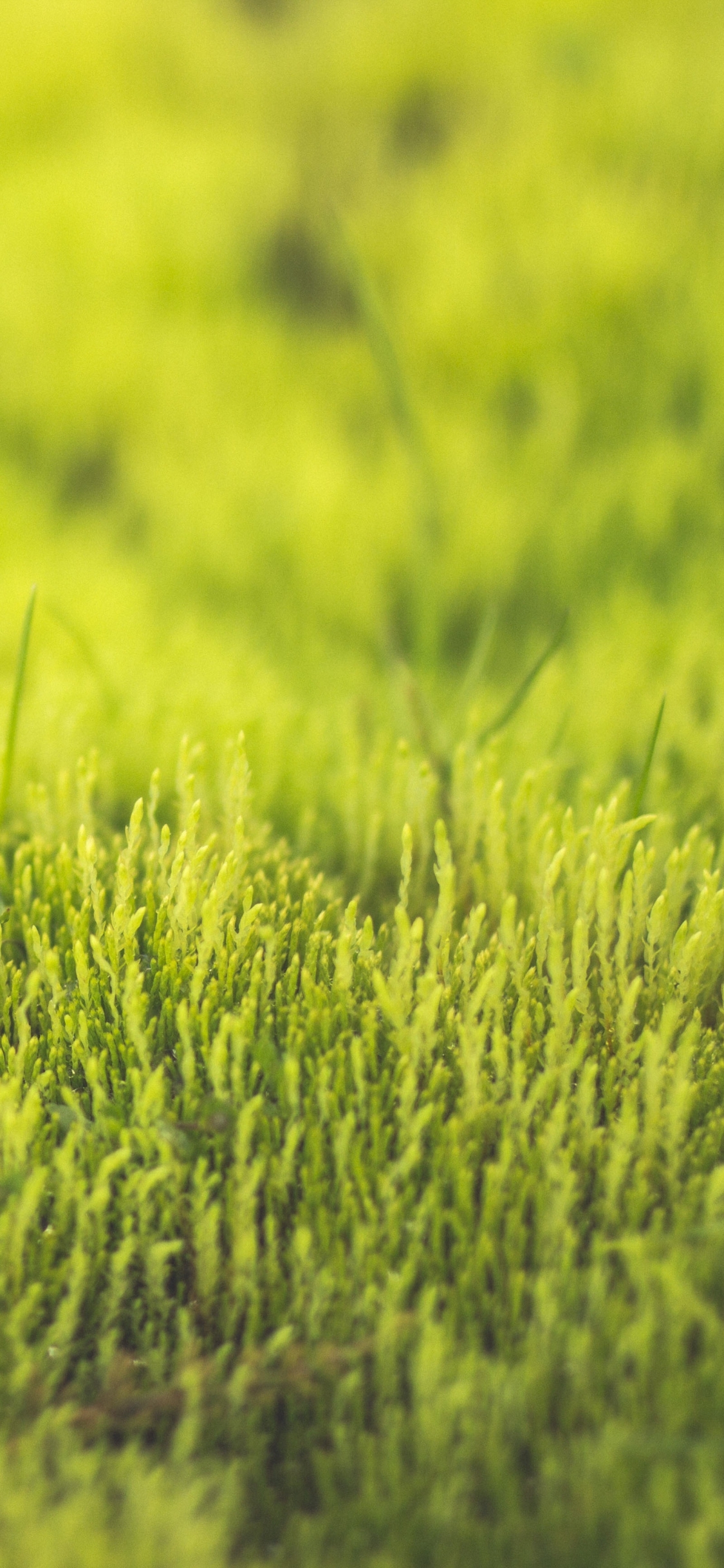Download mobile wallpaper Nature, Grass, Macro, Blur, Earth for free.