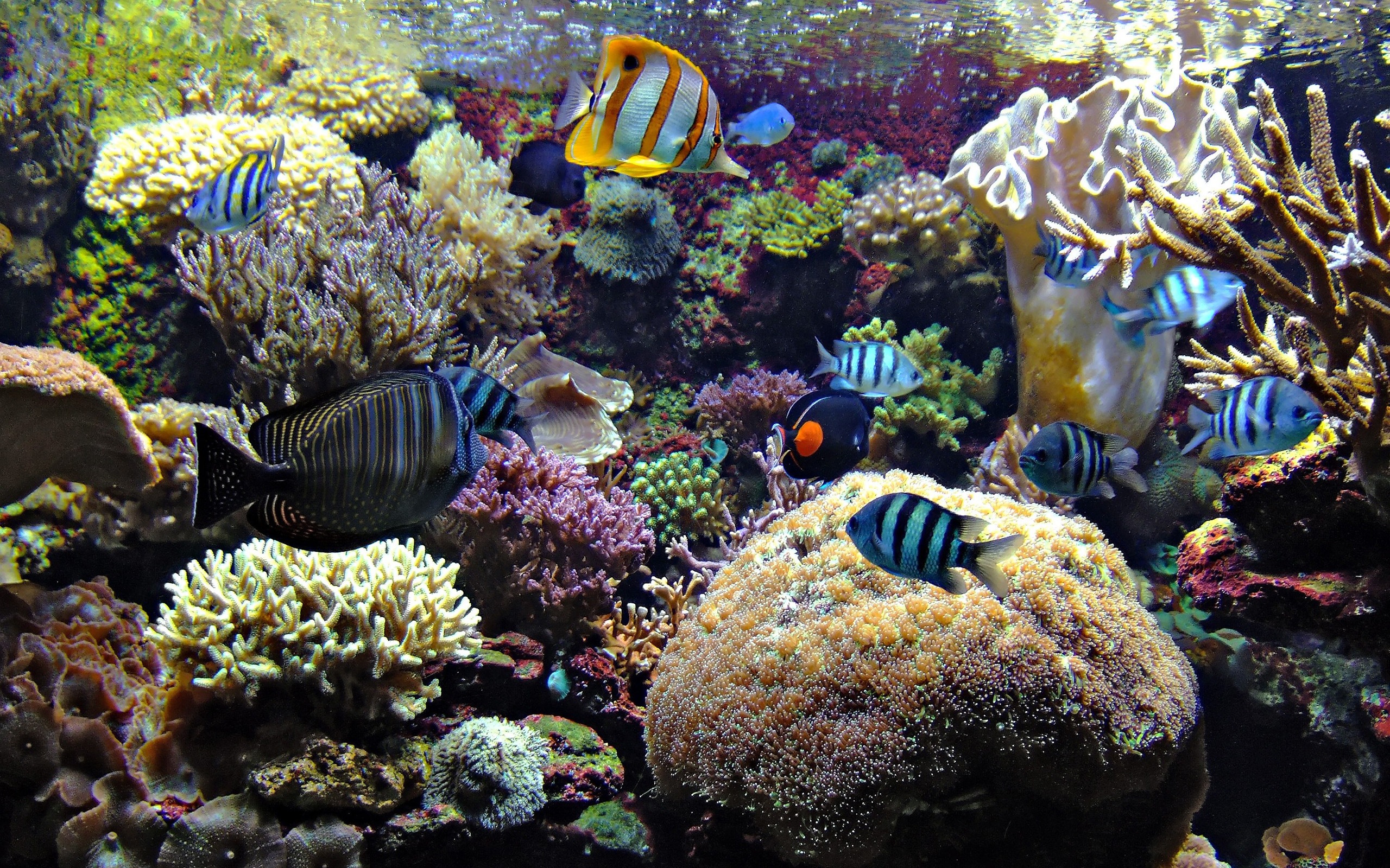 Download mobile wallpaper Fishes, Fish, Animal for free.