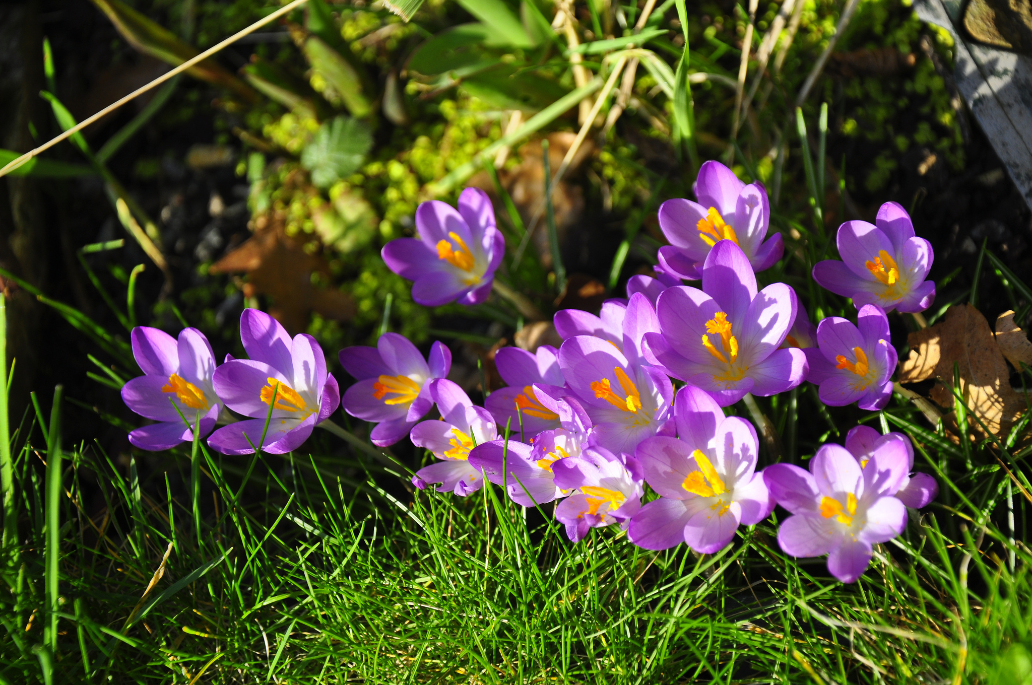 Descarga gratis la imagen Flores, Flor, Primavera, Azafrán, Tierra/naturaleza en el escritorio de tu PC