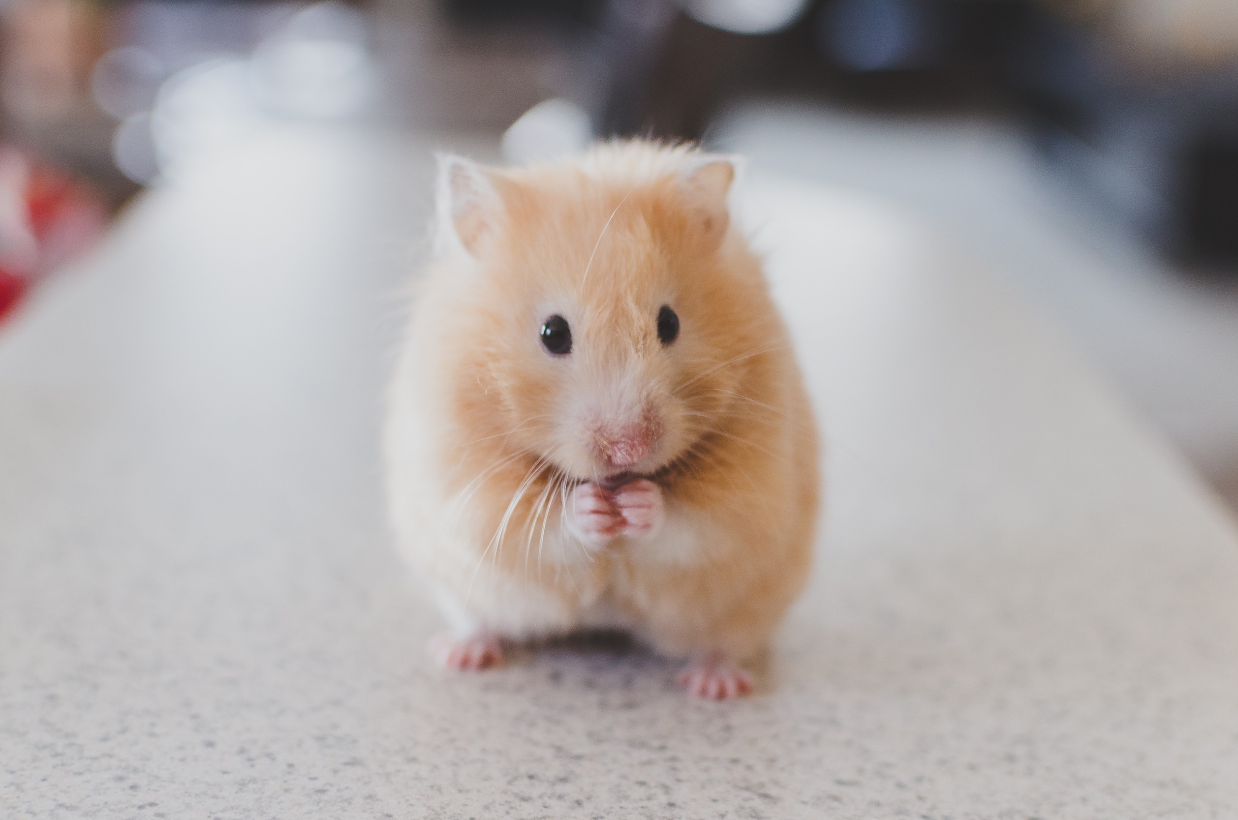animals, nice, sweetheart, rodent, hamster
