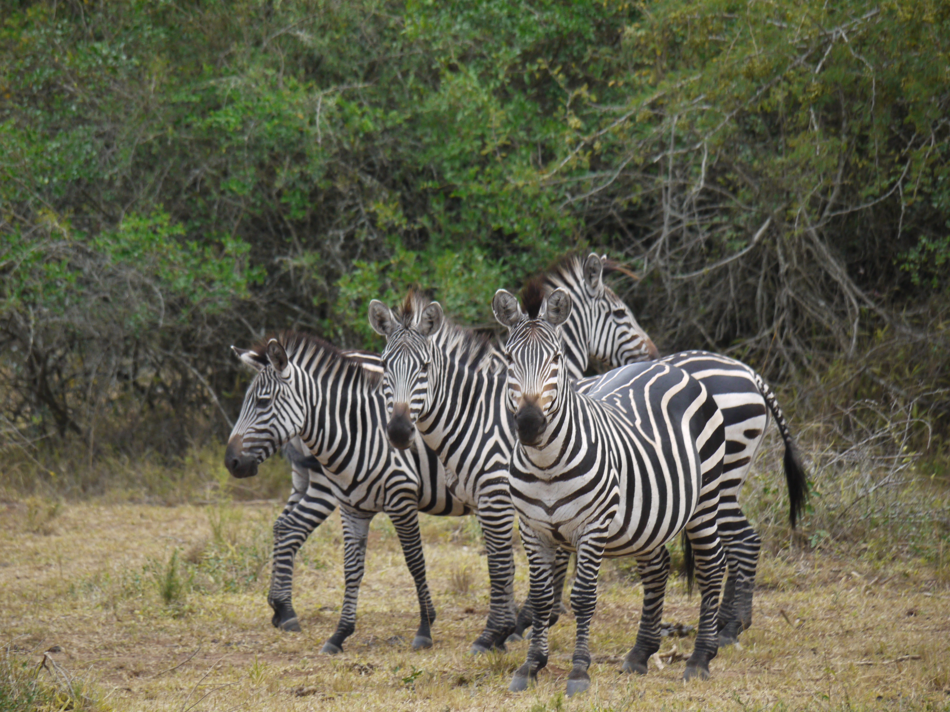 52444 скачать картинку африка, прогулка, животные, зебры - обои и заставки бесплатно