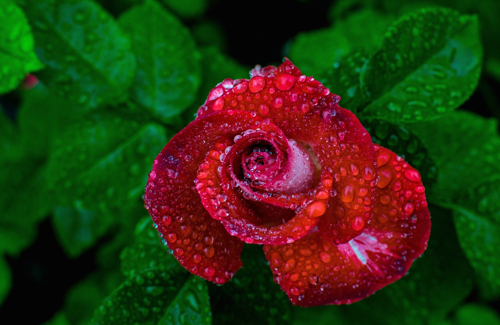 Завантажити шпалери безкоштовно Природа, Квітка, Роза, Земля, Червона Троянда, Червона Квітка, Крапля Води, Флауерзи картинка на робочий стіл ПК