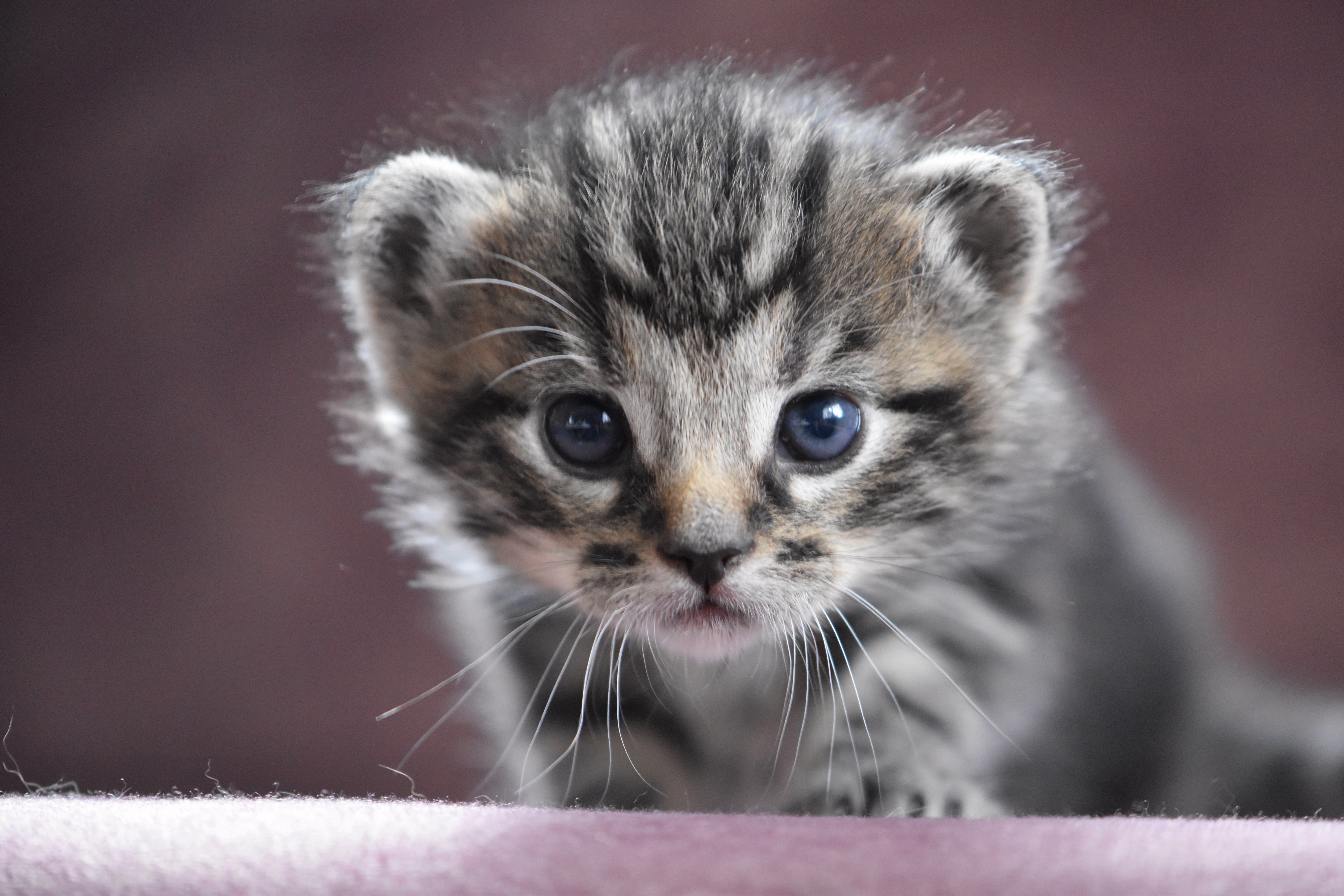 Laden Sie das Tiere, Katzen, Katze, Kätzchen, Tierbaby-Bild kostenlos auf Ihren PC-Desktop herunter