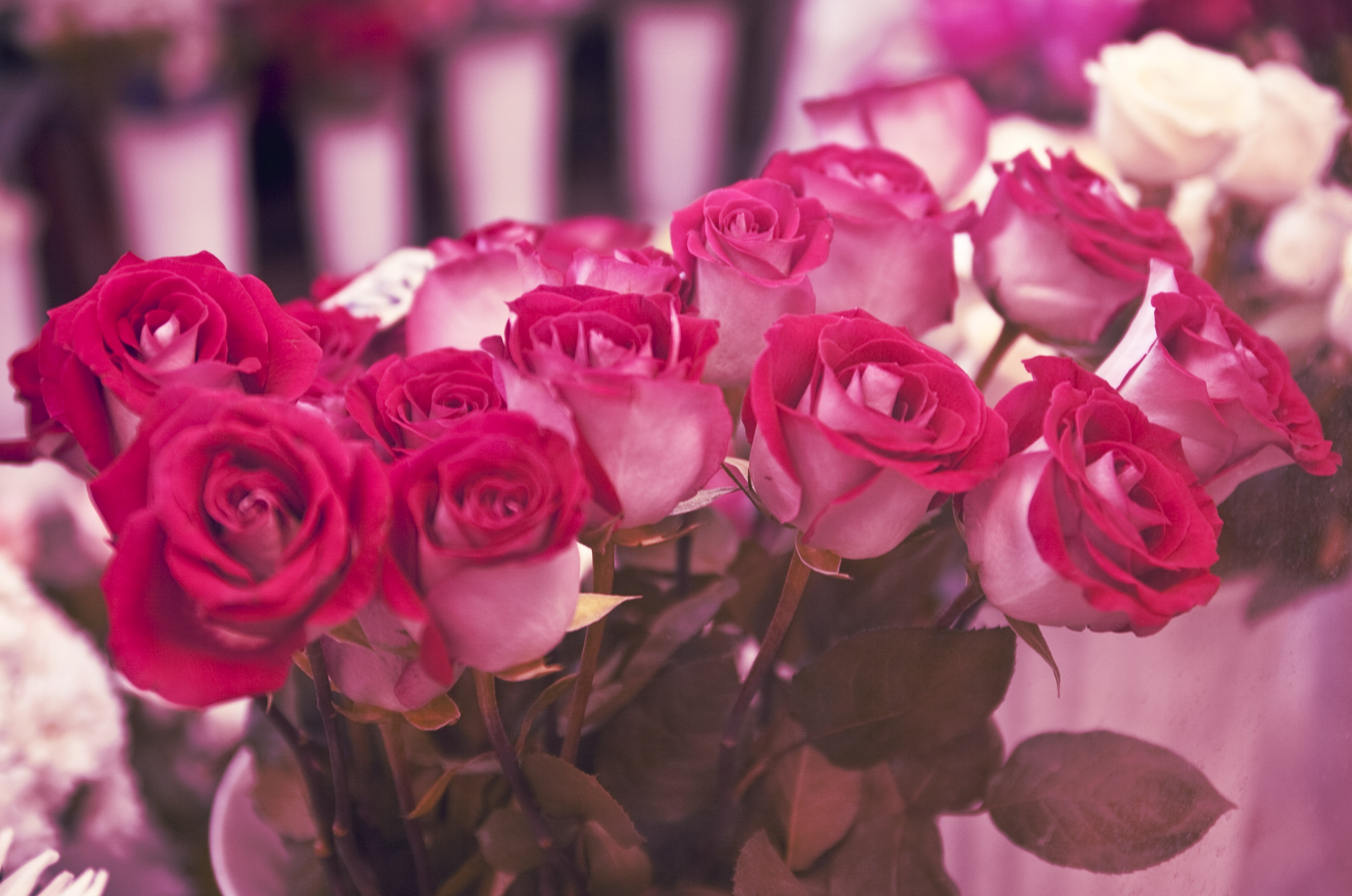 150850 descargar imagen flores, roses, belleza, diferente: fondos de pantalla y protectores de pantalla gratis
