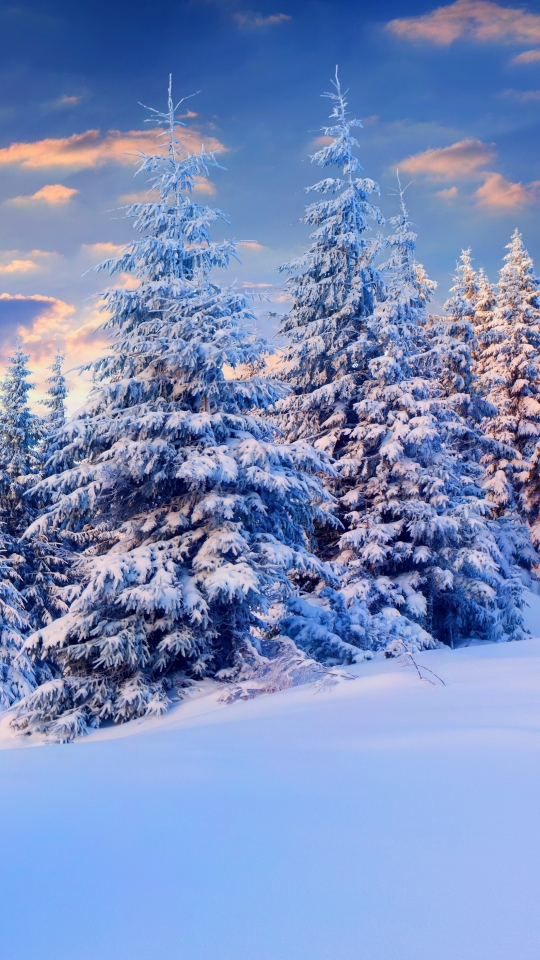 Download mobile wallpaper Winter, Forest, Earth for free.